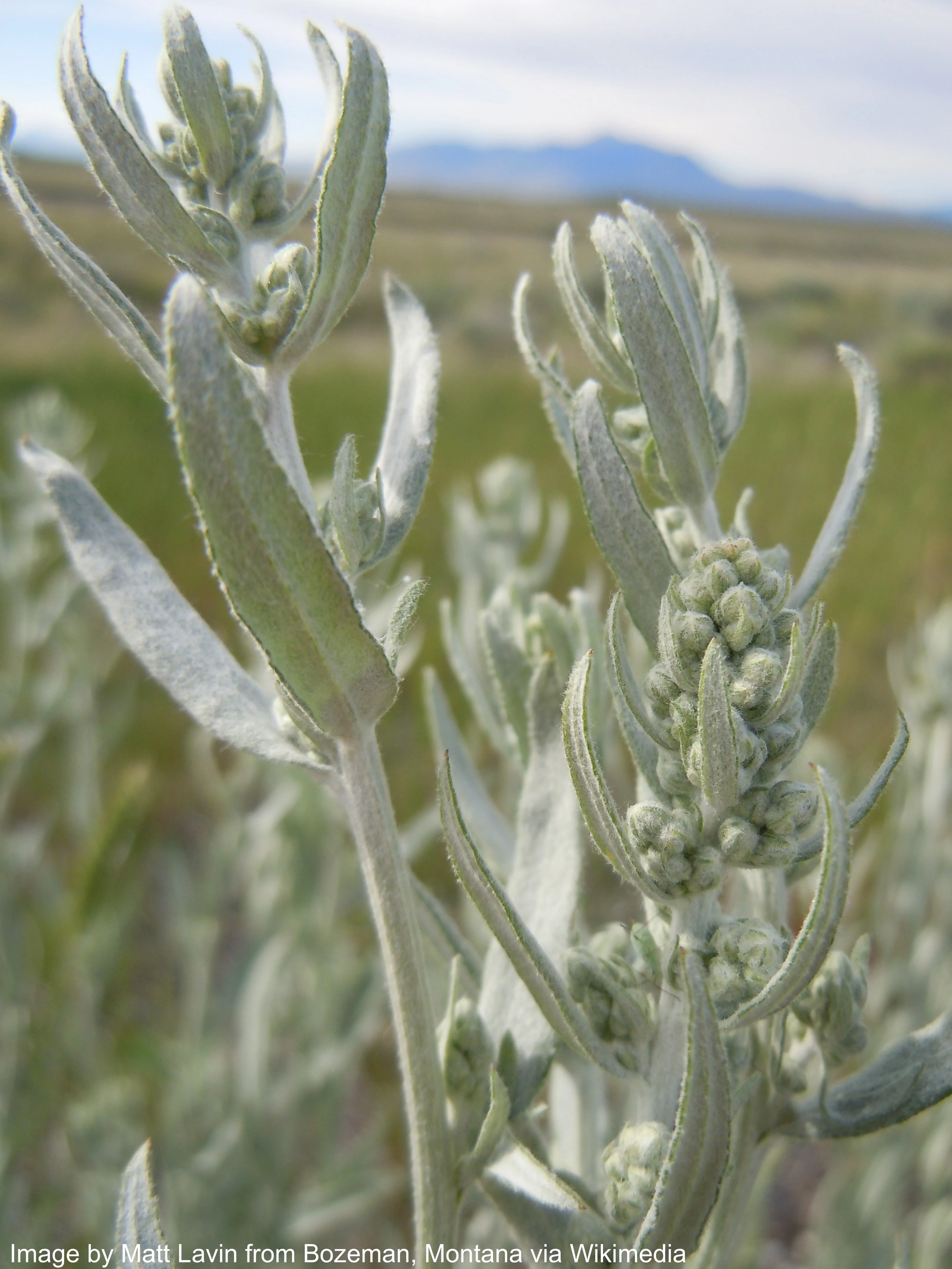 Sage, Prairie (Artemisia ludoviciana) - Image 4