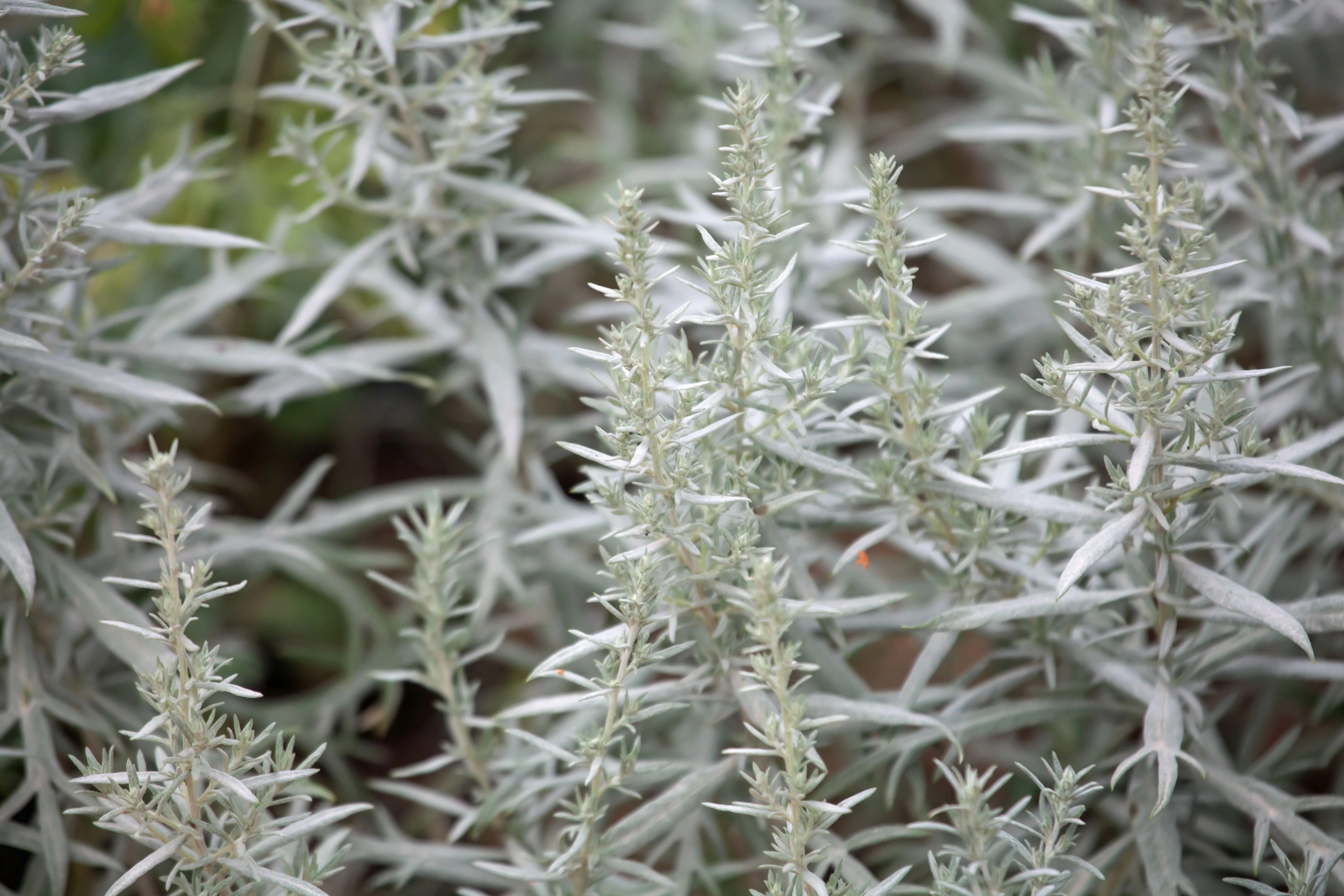Sage, Prairie (Artemisia ludoviciana) - Image 5