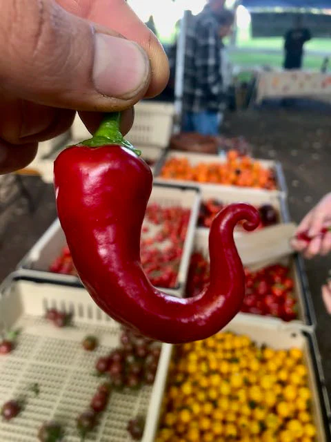 San Felipe Pepper - Image 2