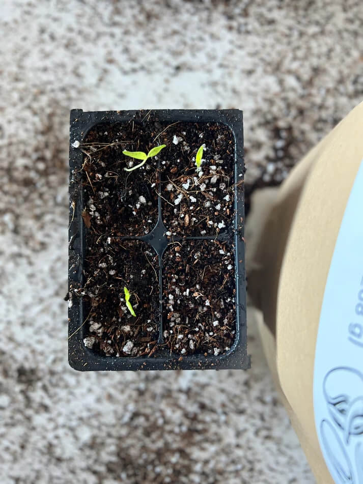 Seedling Mix for Seed Starting - Image 3