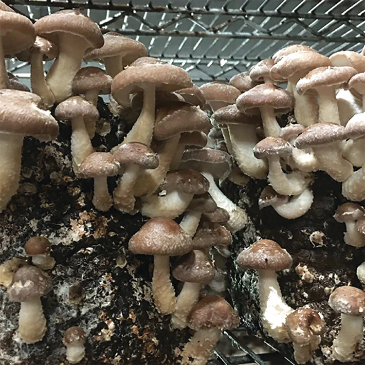 Shiitake Mushroom Fruiting Kit - Image 2