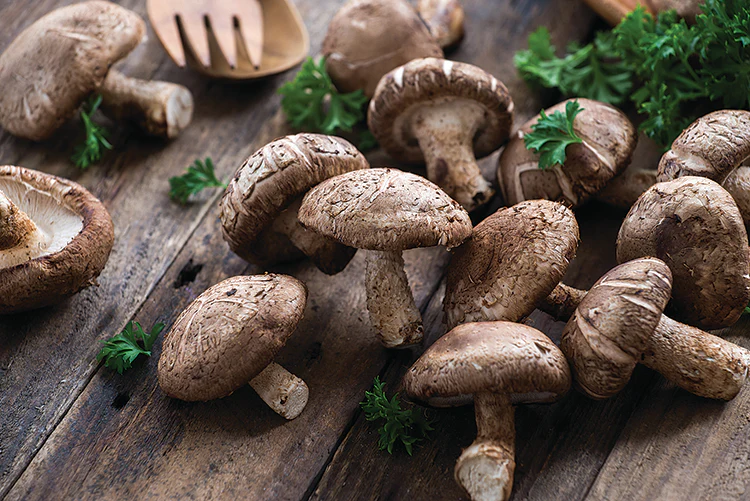 Shiitake Mushroom Fruiting Kit - Image 3