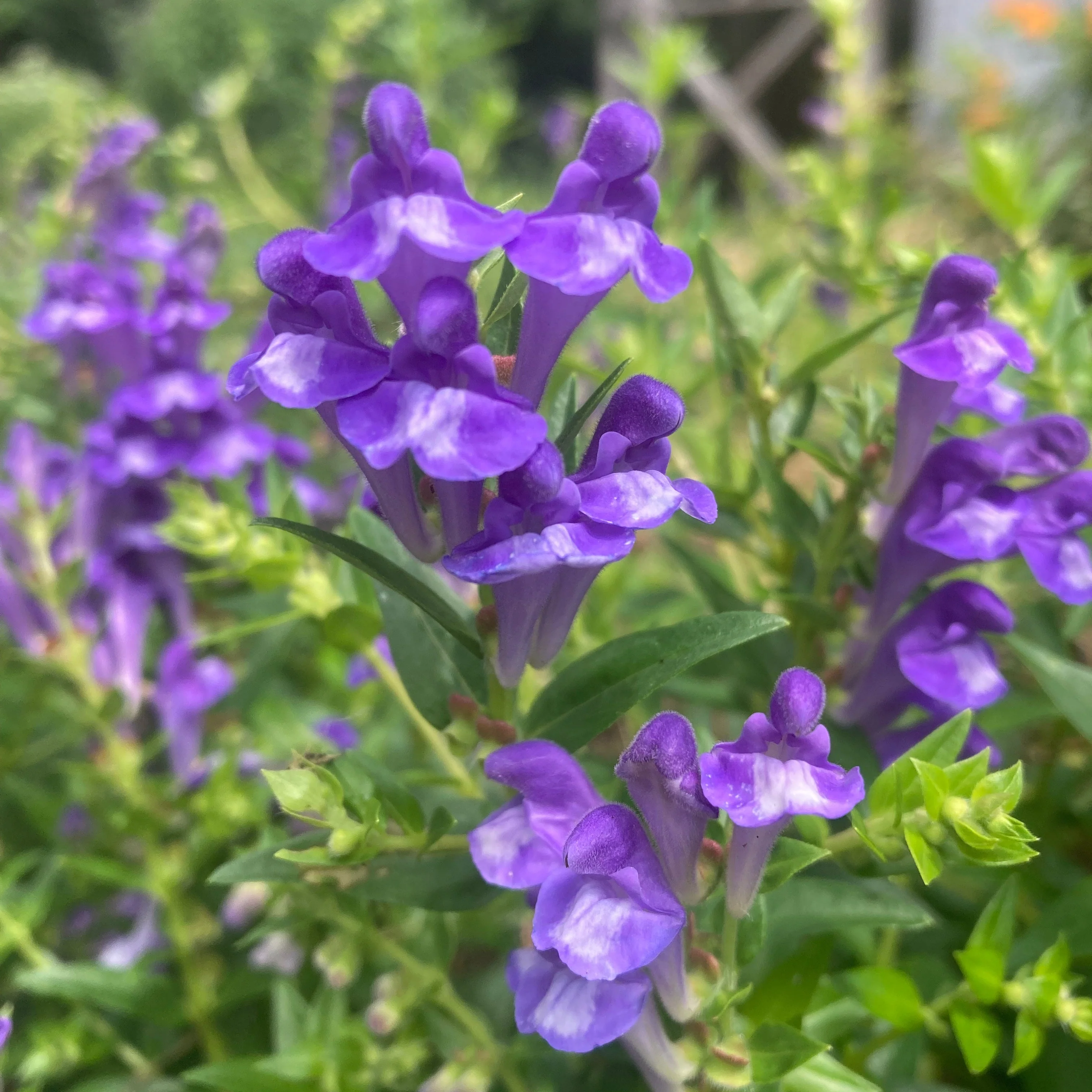Skullcap, Baical (Scutellaria baicalensis) - Image 3
