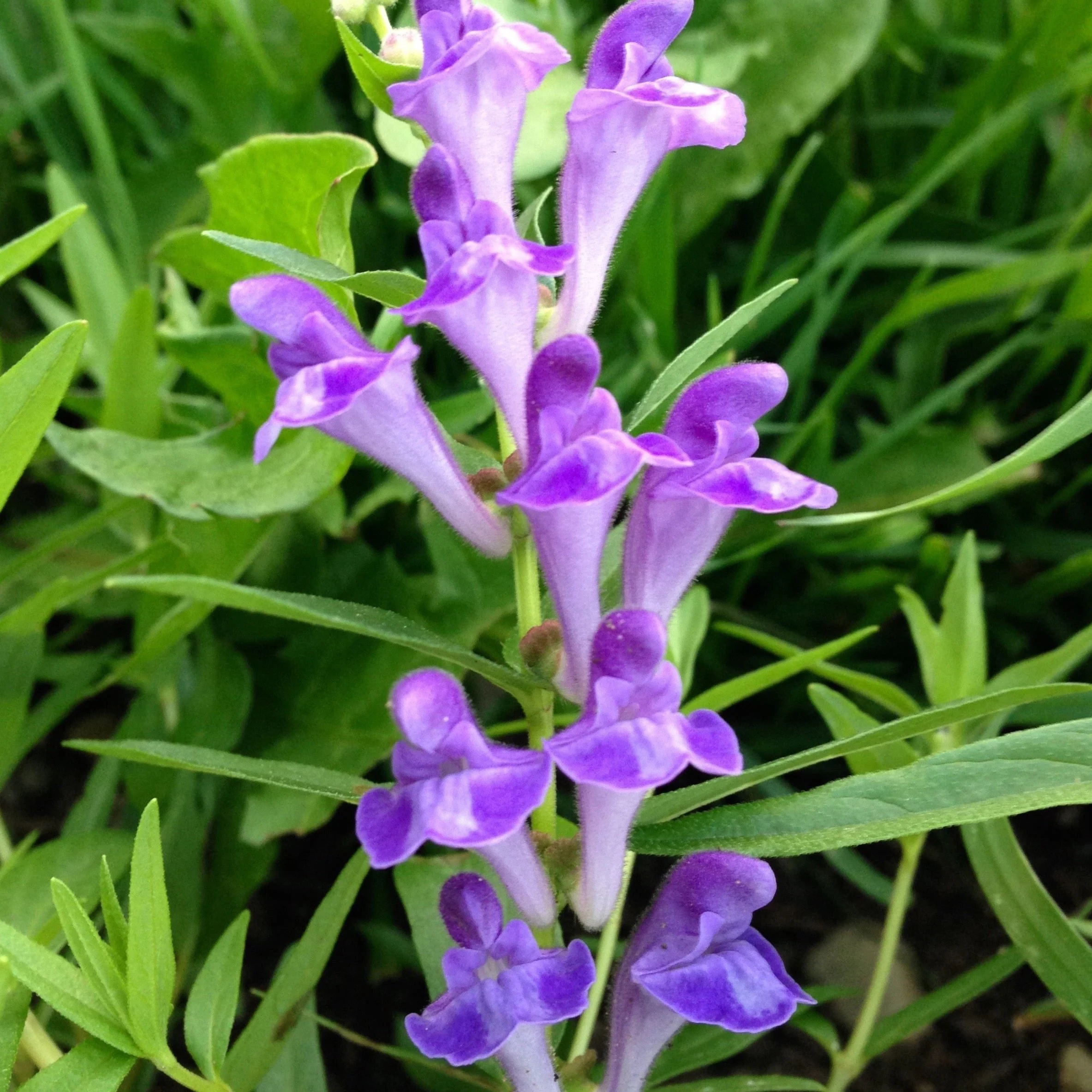 Skullcap, Baical (Scutellaria baicalensis) - Image 7