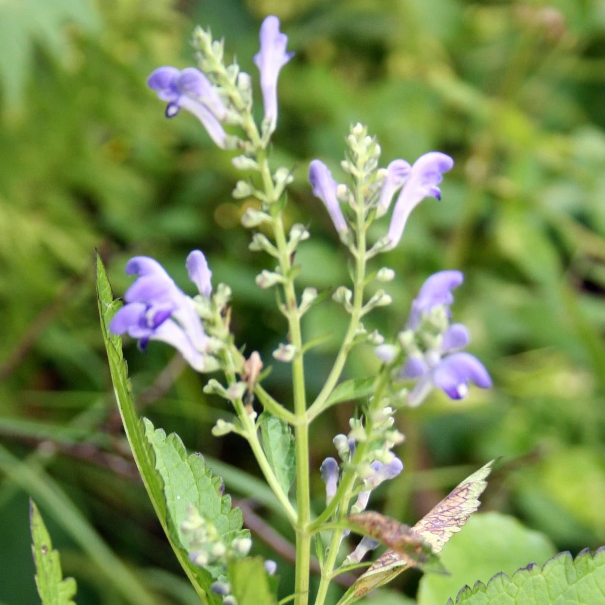 Skullcap, Official (Scutellaria lateriflora) - Image 3