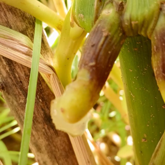 SLIME Corn! << Self-Fertilizing Nitrogen Fixing Trait >> - Image 2