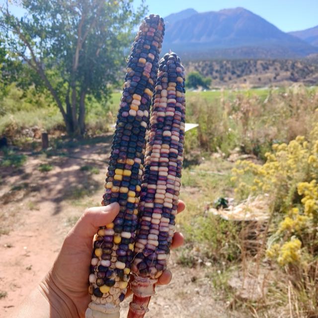 SLIME Corn! << Self-Fertilizing Nitrogen Fixing Trait >> - Image 3