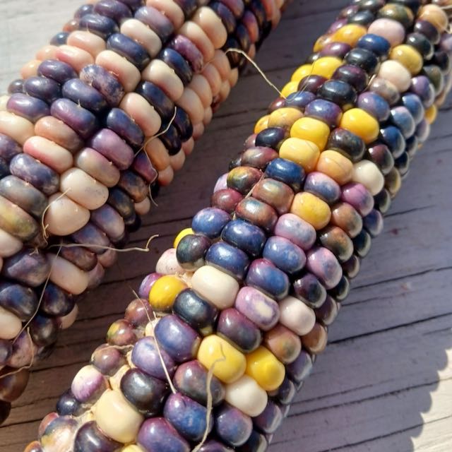 SLIME Corn! << Self-Fertilizing Nitrogen Fixing Trait >> - Image 4