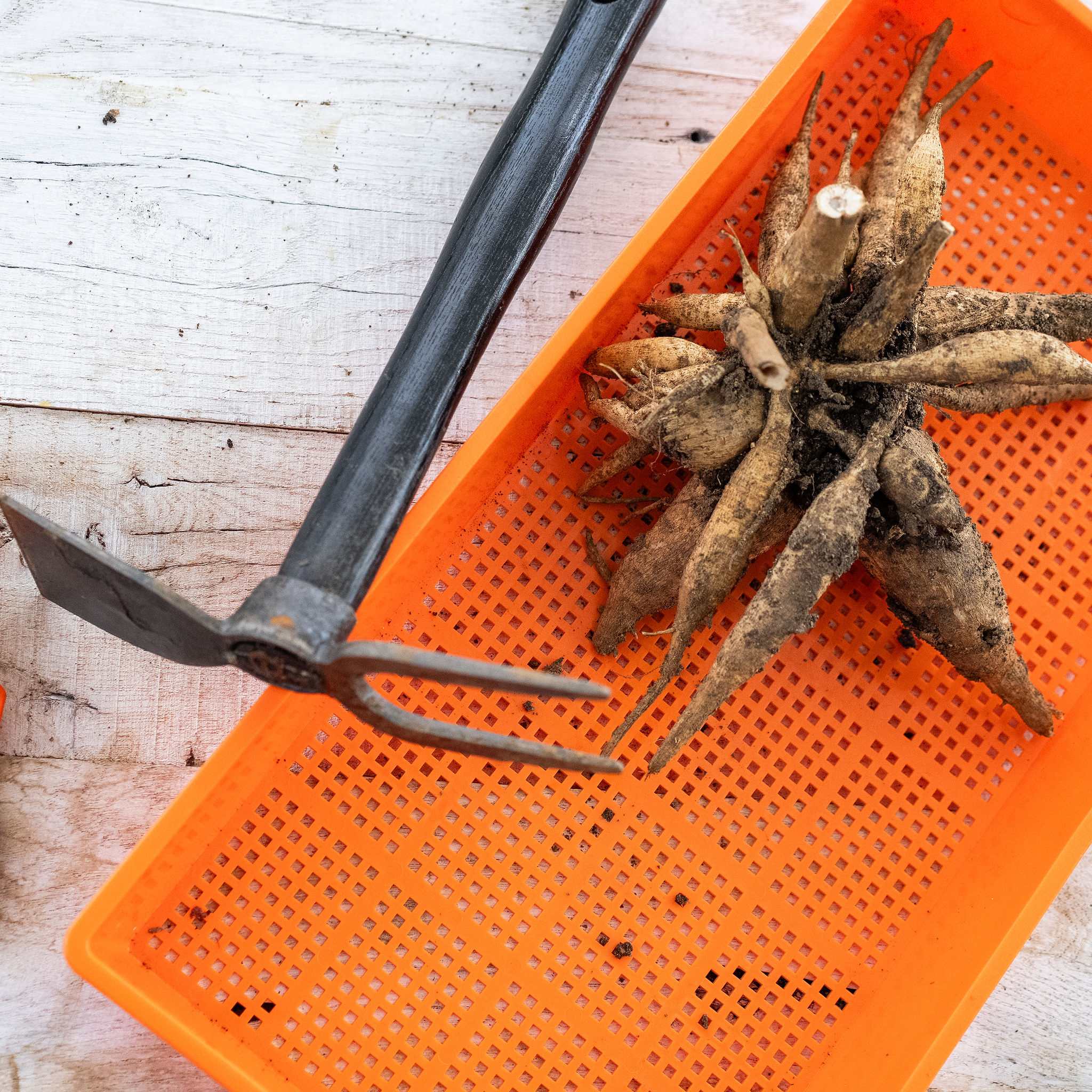 Small Hand Dual Function Garden Hoe With Fork - Image 2