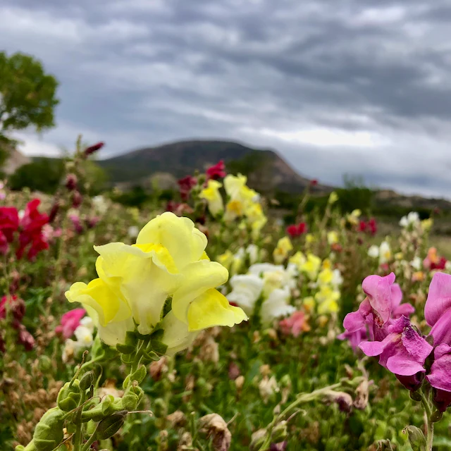 Snapdragon Mix