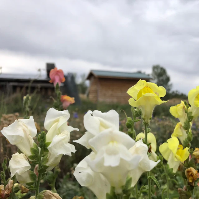 Snapdragon Mix - Image 2