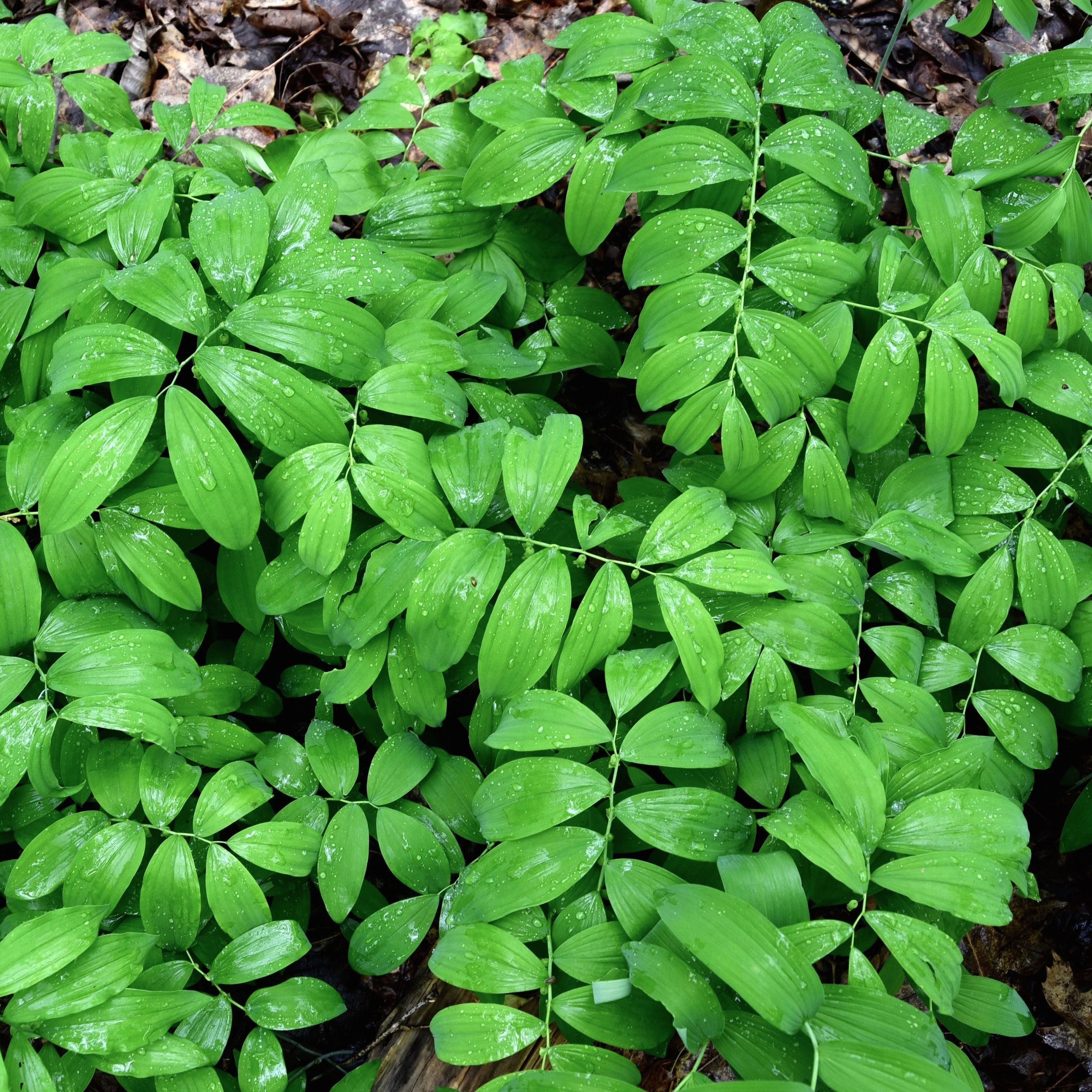 Solomon's Seal (Polygonatum biflorum) - Image 2