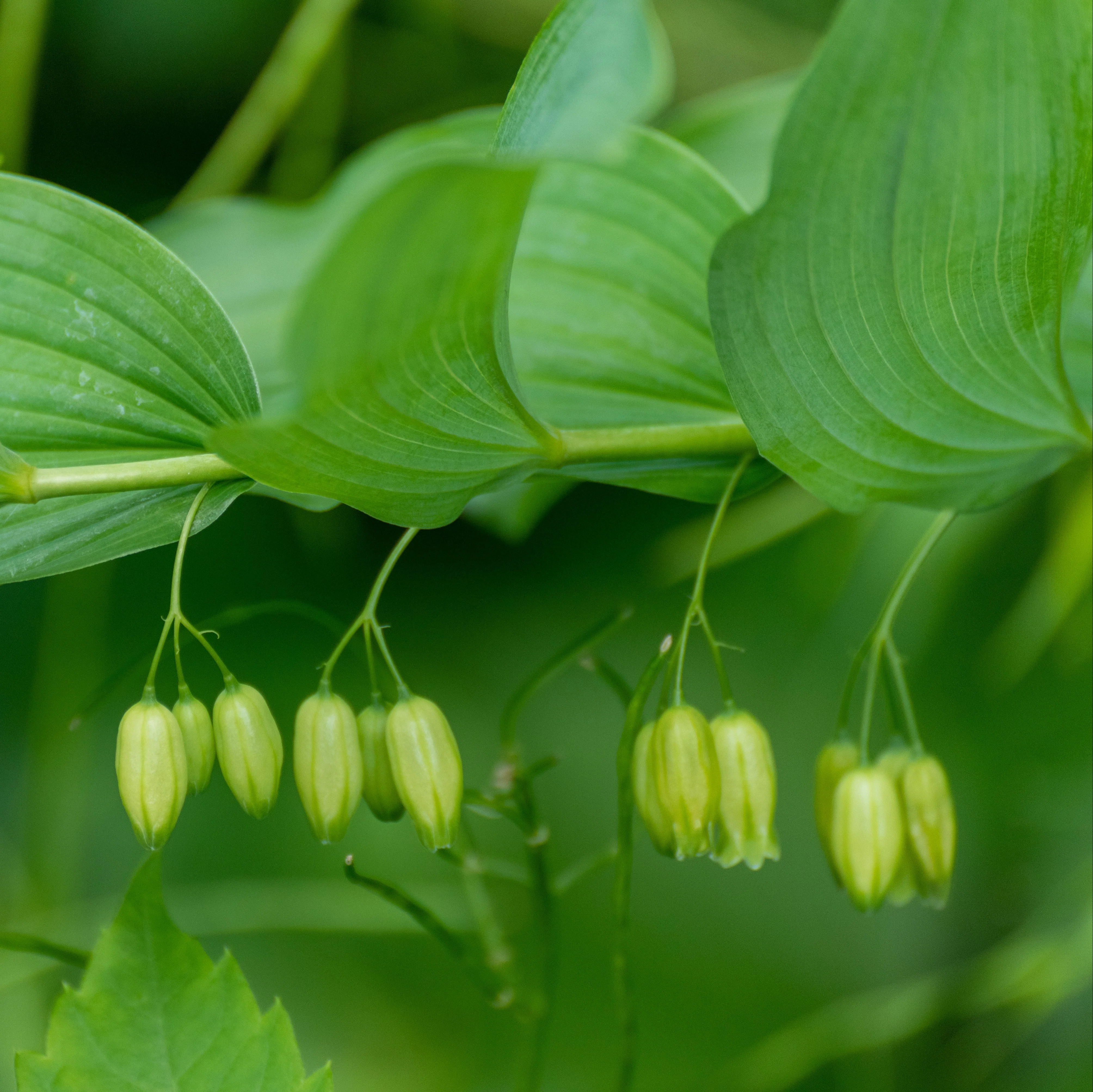 Solomon's Seal (Polygonatum biflorum) - Image 3