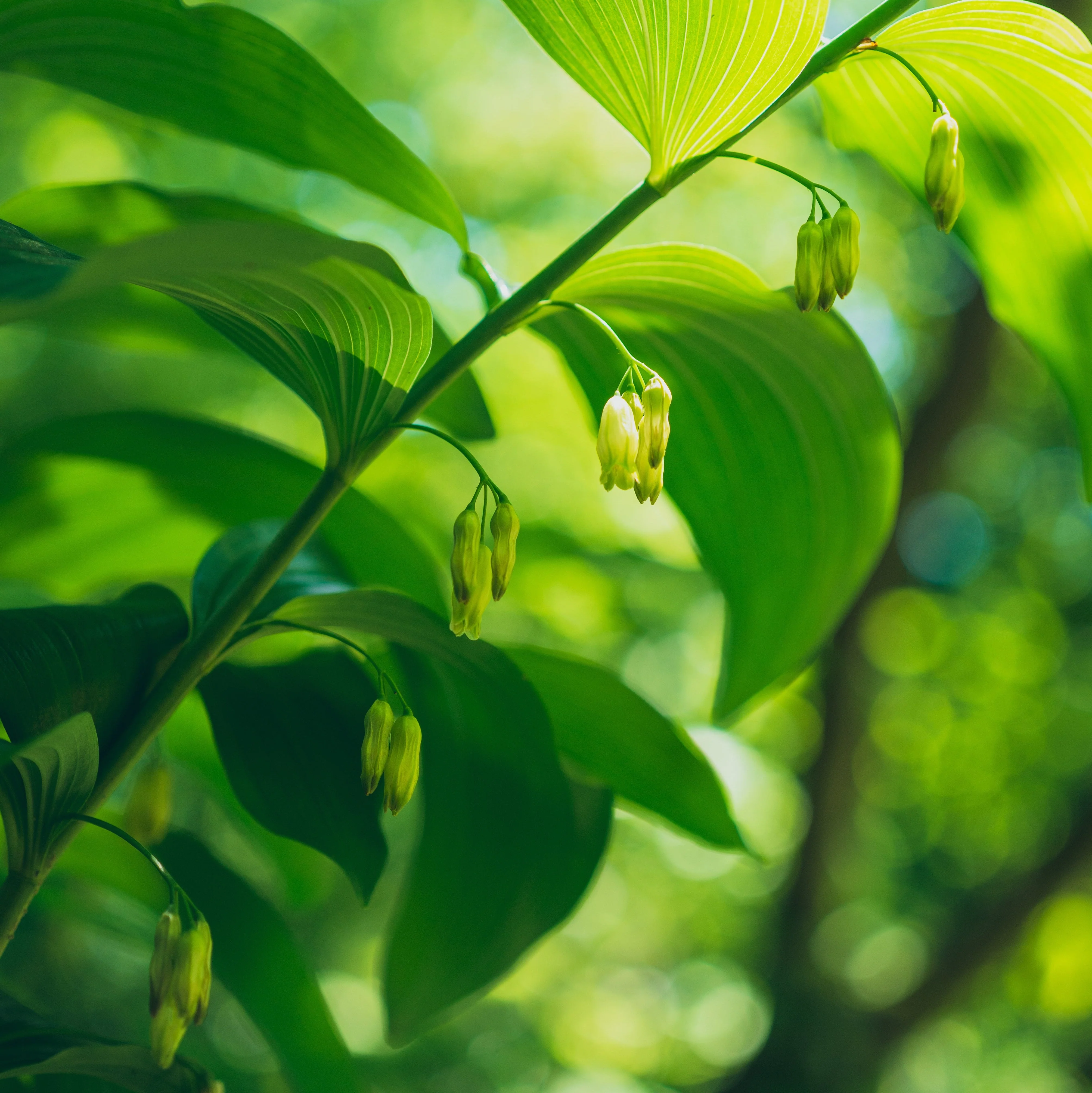 Solomon's Seal (Polygonatum biflorum) - Image 4
