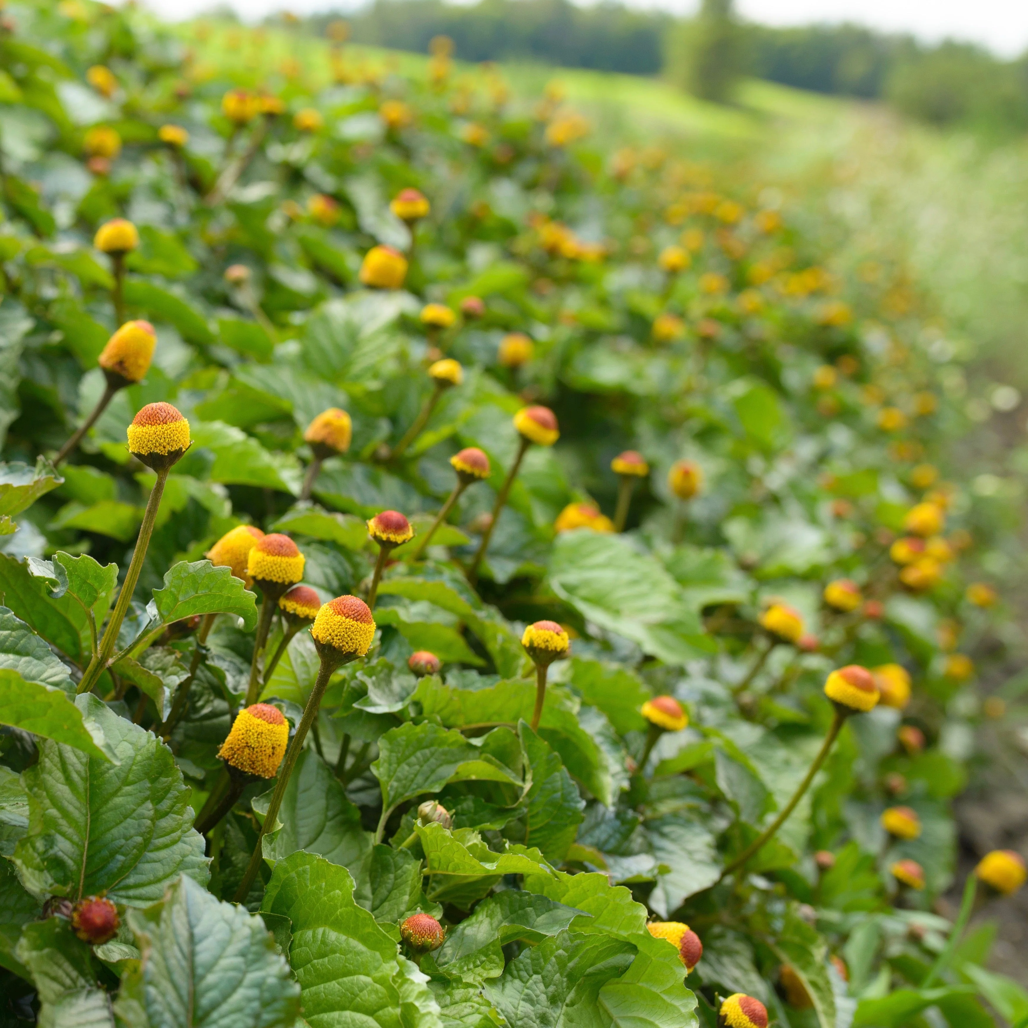 Spilanthes, Official (Acmella oleracea) - Image 3