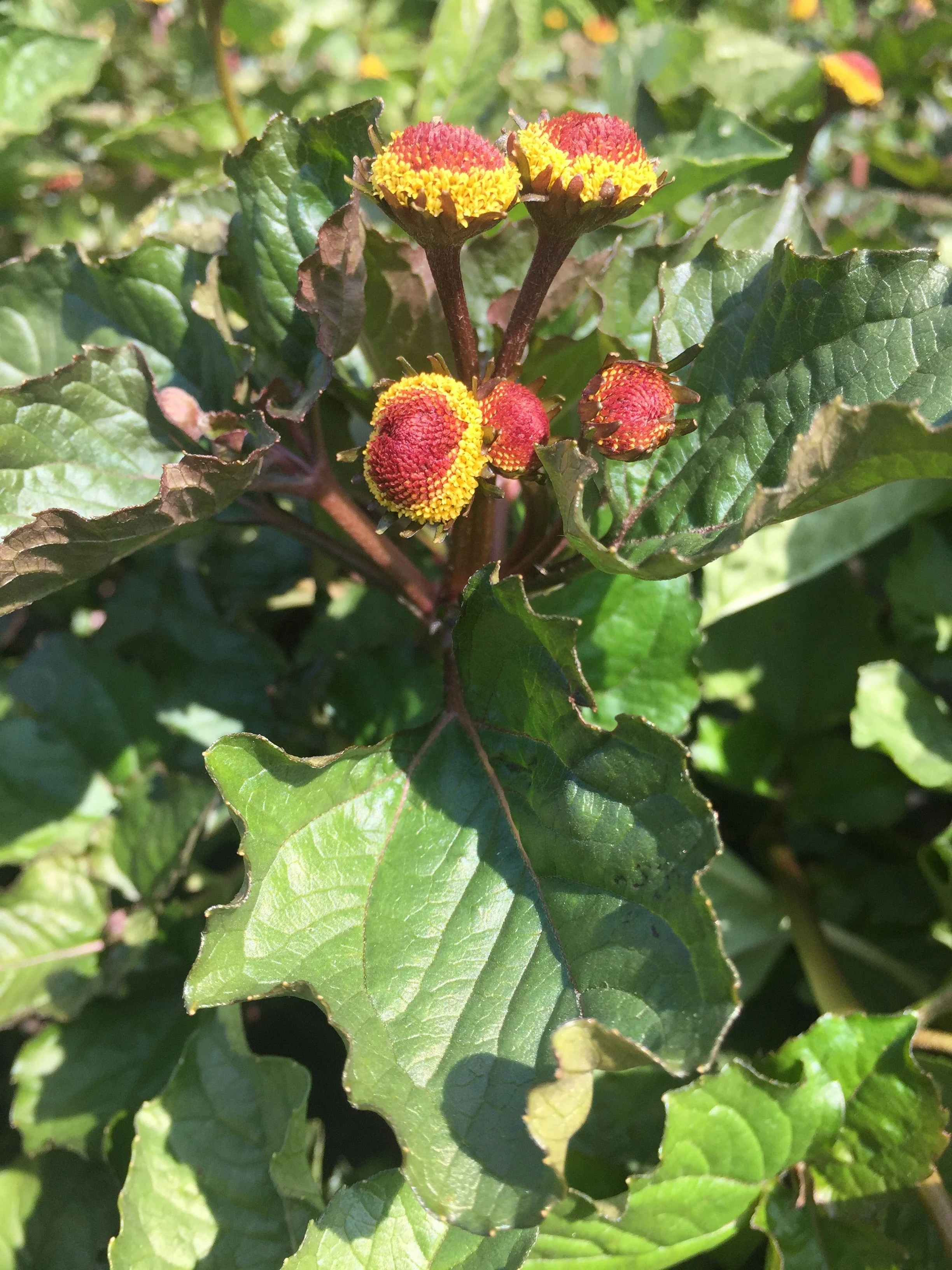 Spilanthes, Official (Acmella oleracea) - Image 4