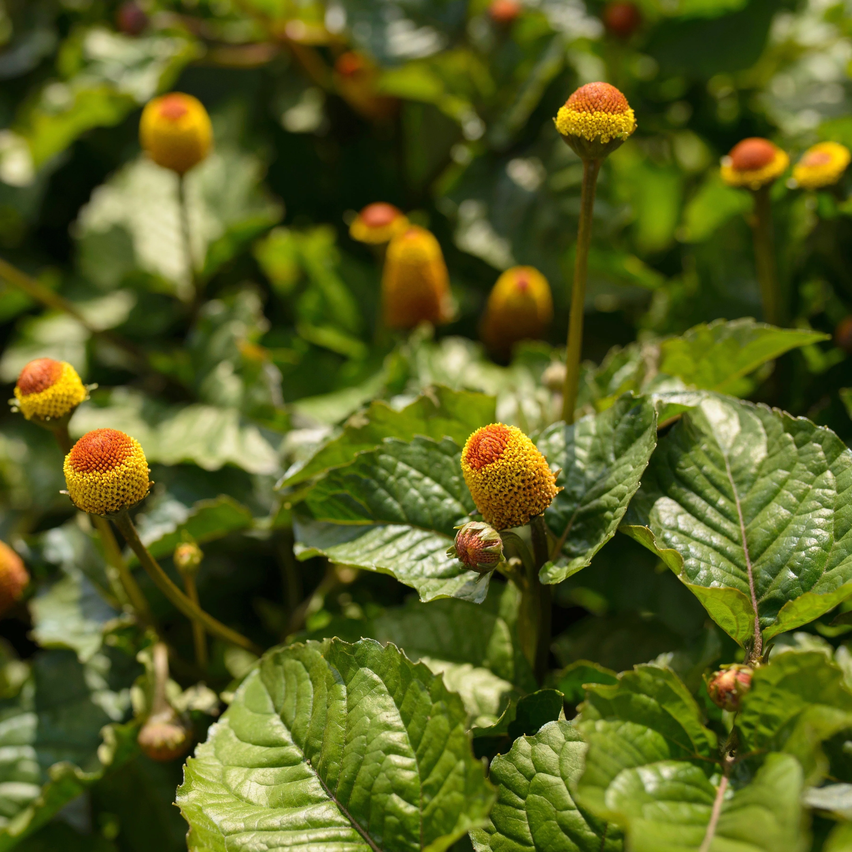 Spilanthes, Official (Acmella oleracea) - Image 5