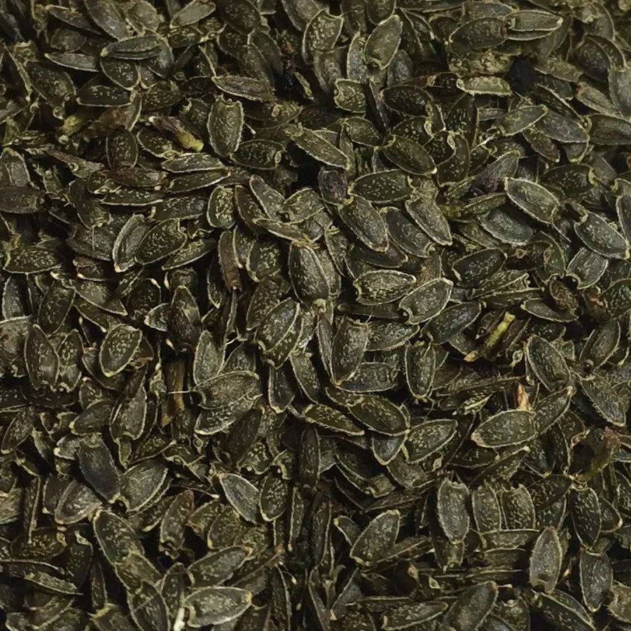Spilanthes, Official (Acmella oleracea) - Image 6