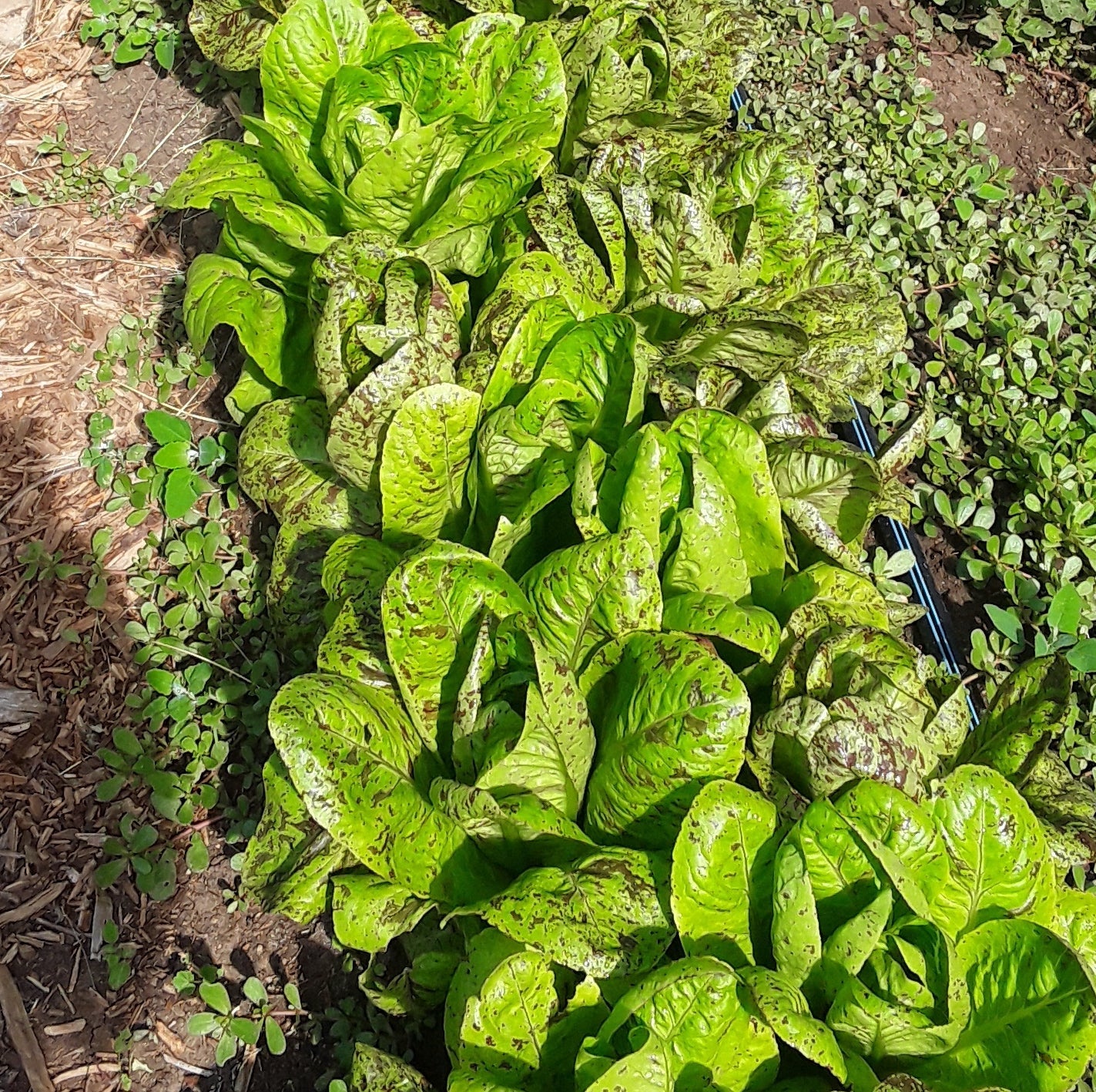 Spotty Troutback Lettuce - Image 2