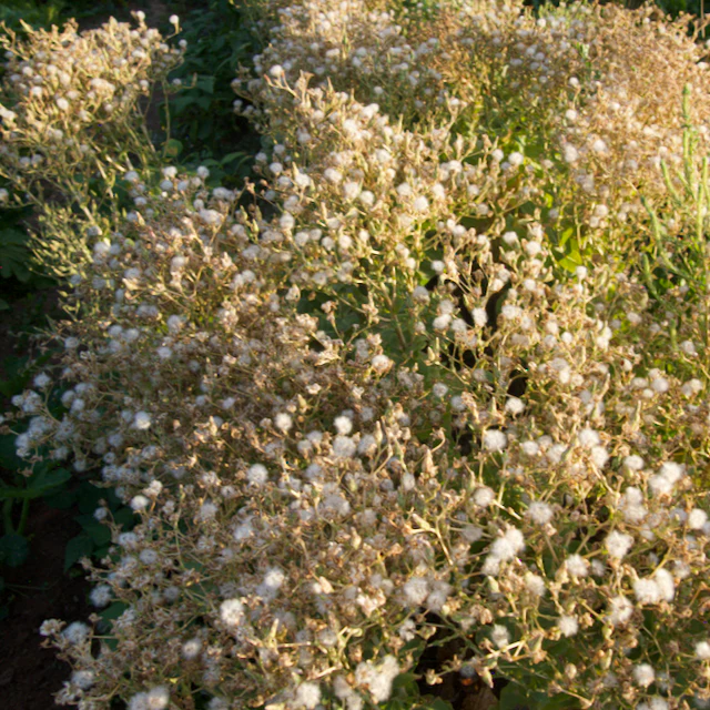 Spotty Troutback Lettuce - Image 3