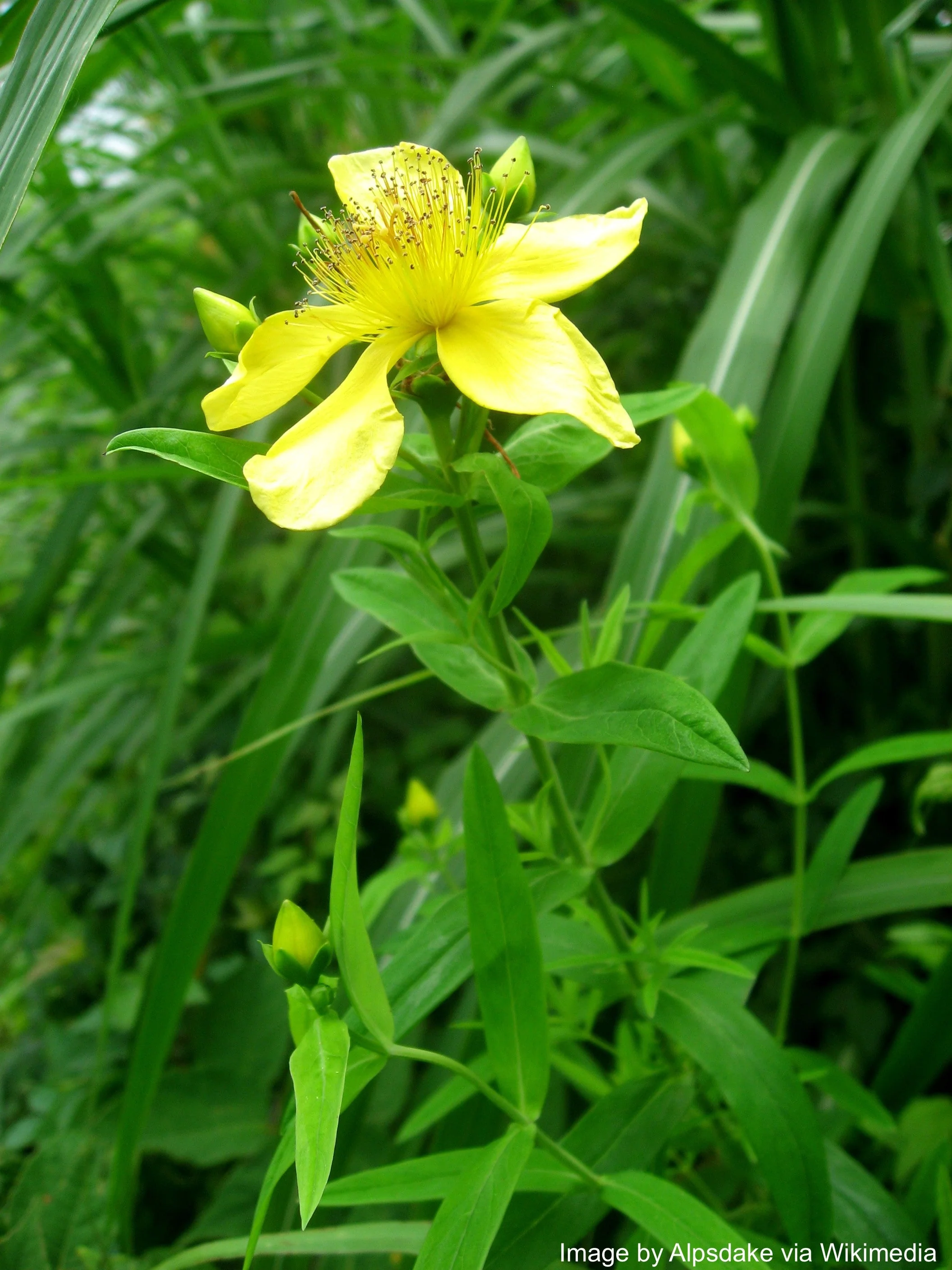 St. John's Wort, Great (Hypericum ascyron) - Image 2