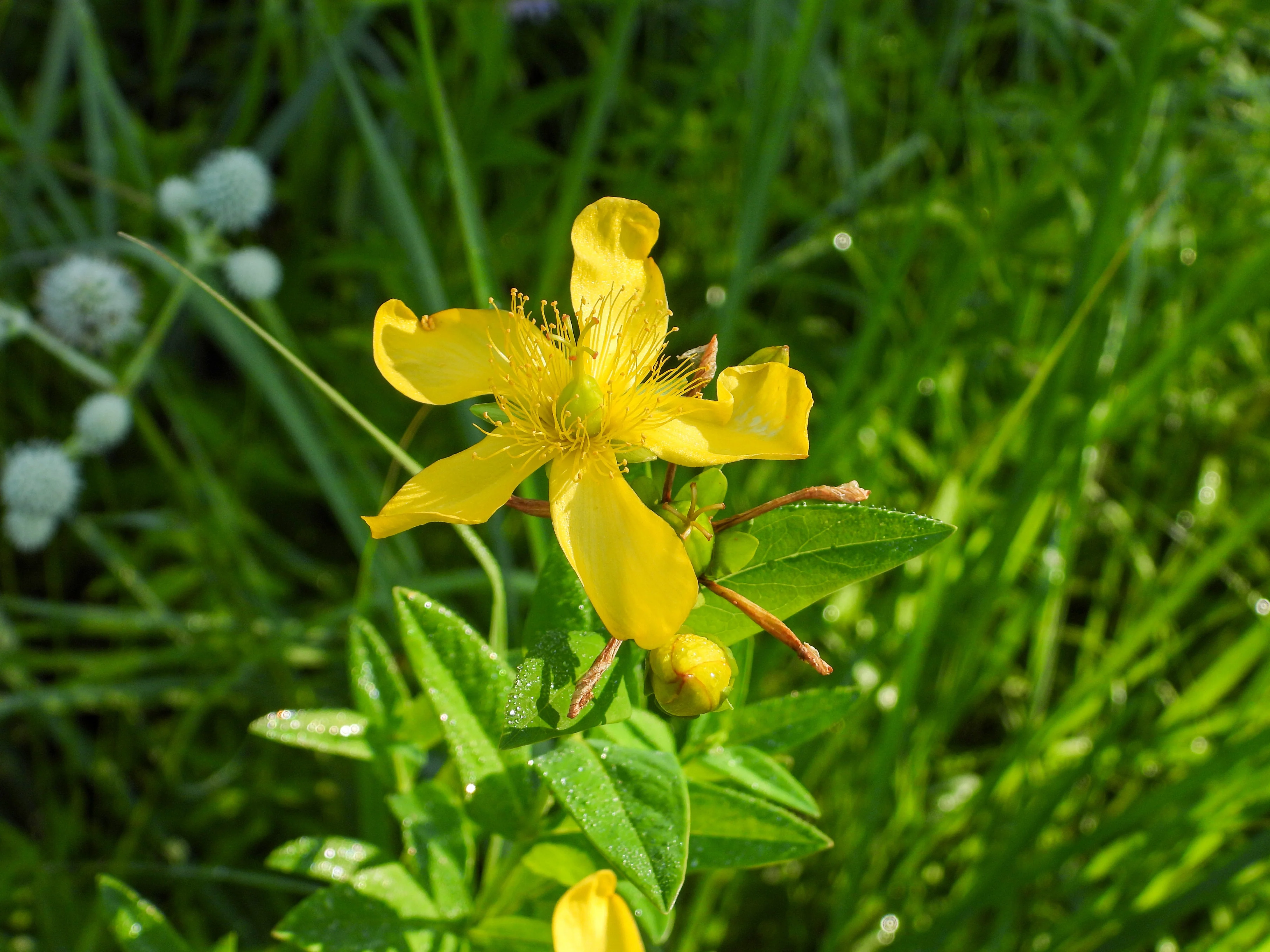 St. John's Wort, Great (Hypericum ascyron) - Image 3