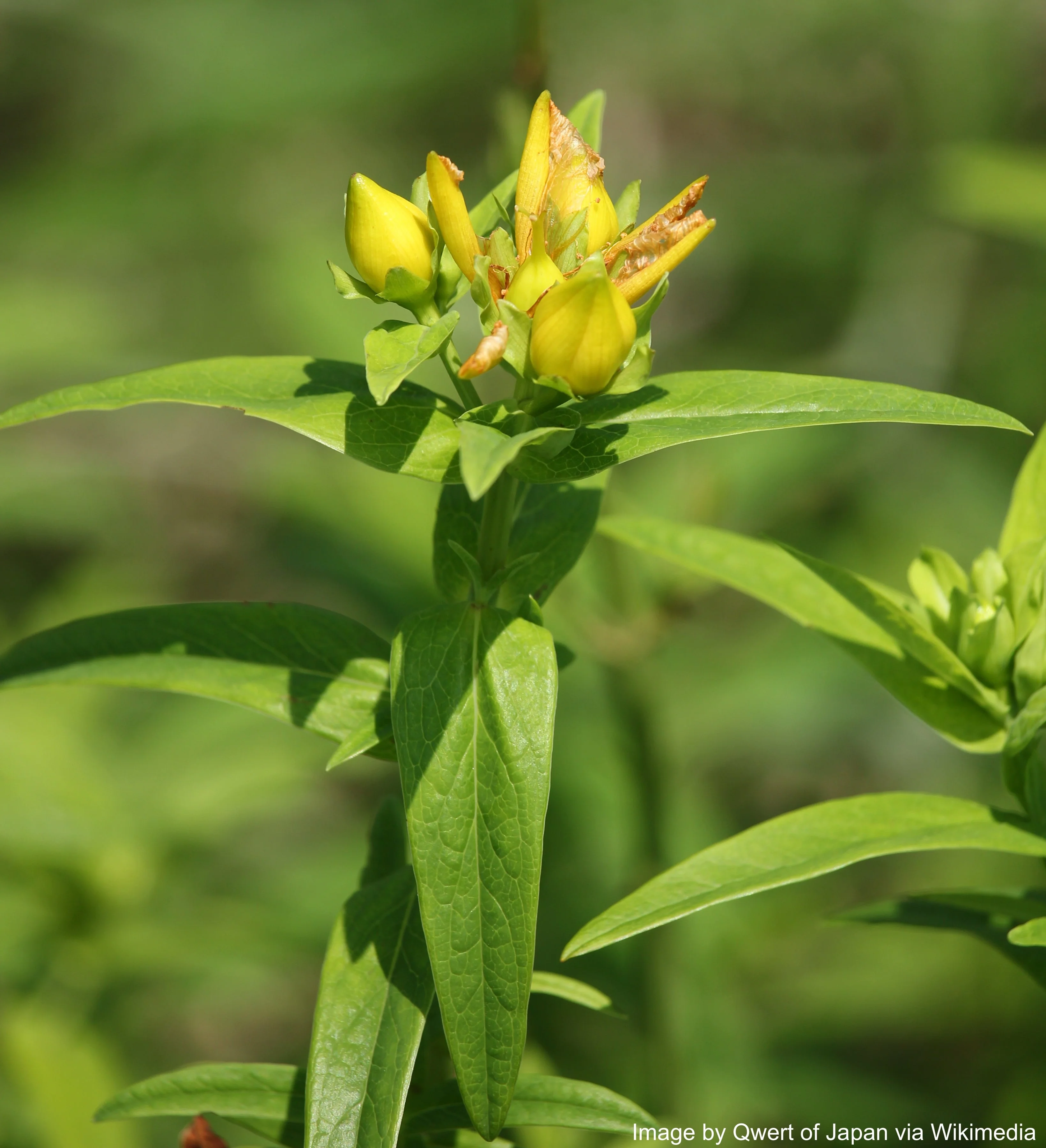 St. John's Wort, Great (Hypericum ascyron) - Image 4