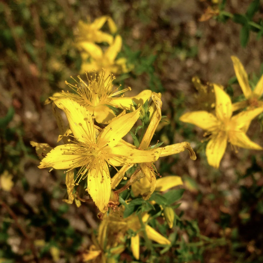 St. John's Wort, Common (Hypericum perforatum) - Image 3
