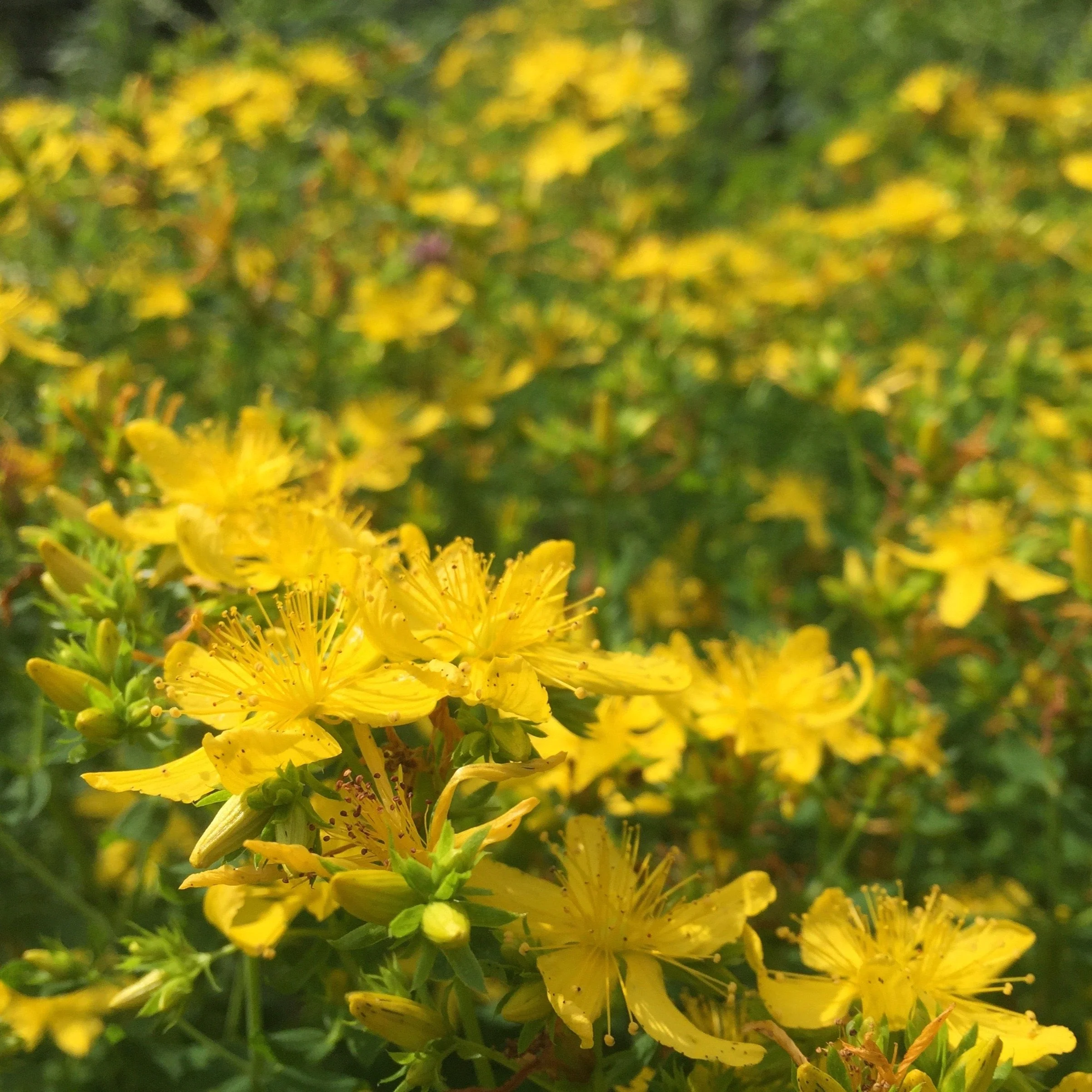 St. John's Wort, Common (Hypericum perforatum) - Image 4