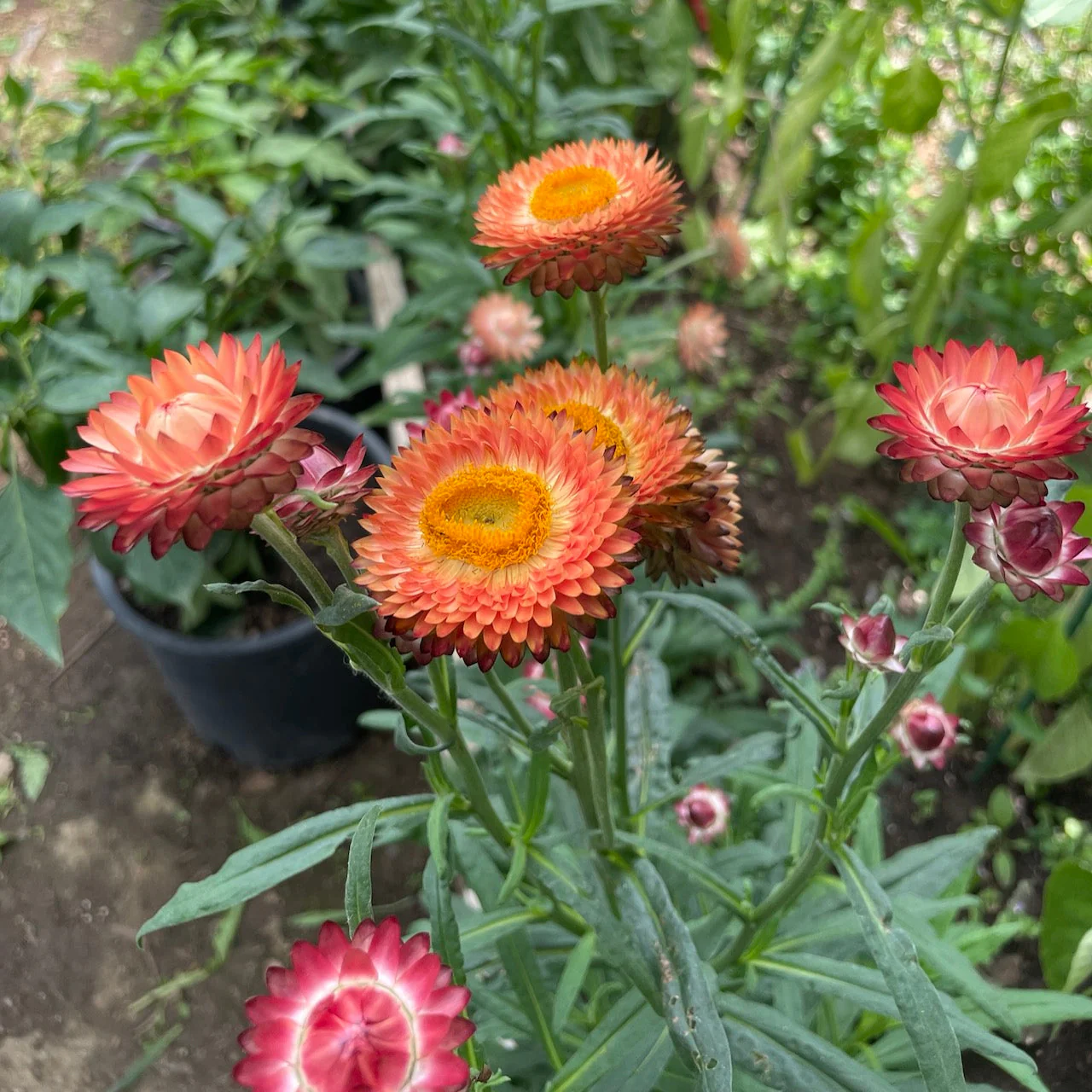Strawflower, Apricot/Peach Mix - Image 2