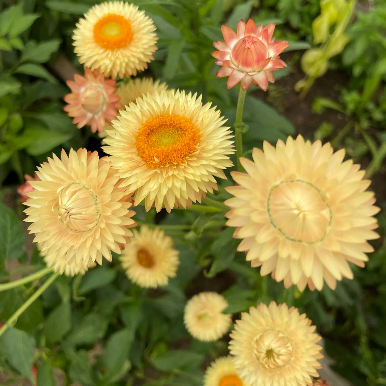 Strawflower, Apricot/Peach Mix - Image 3
