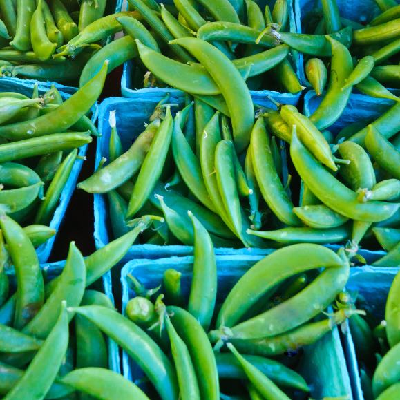 Sugar Snap Pea - Image 2