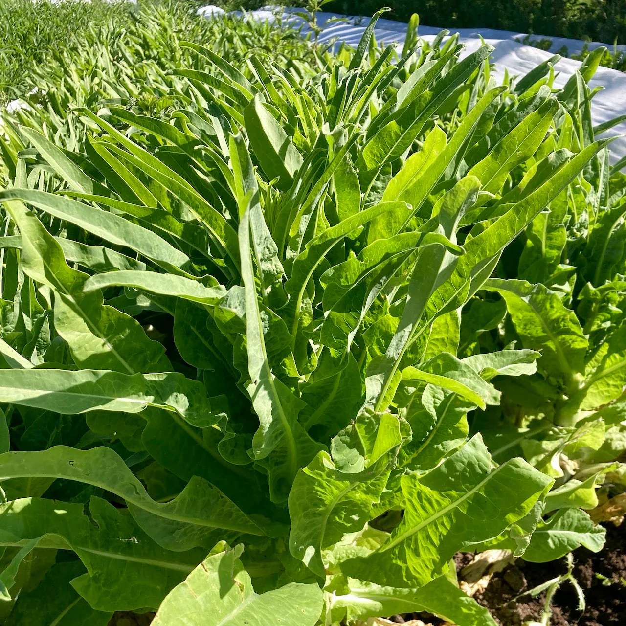 Summer 38 Celtuce (Chinese Stem Lettuce) - Image 2
