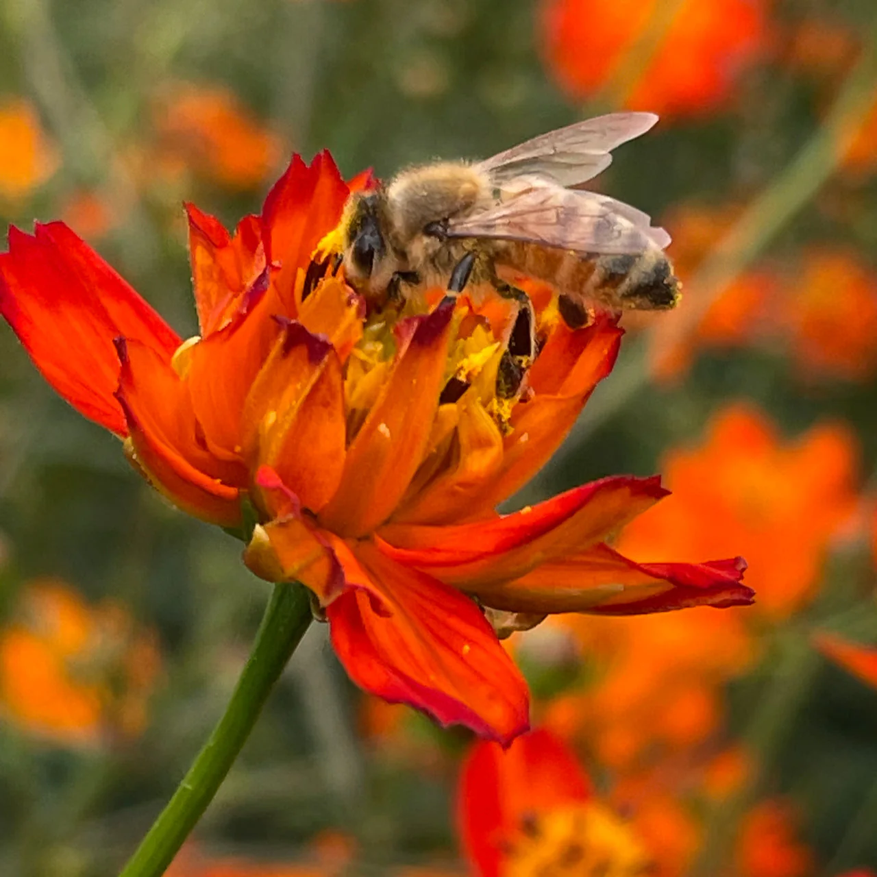 Tango Cosmos - Image 2