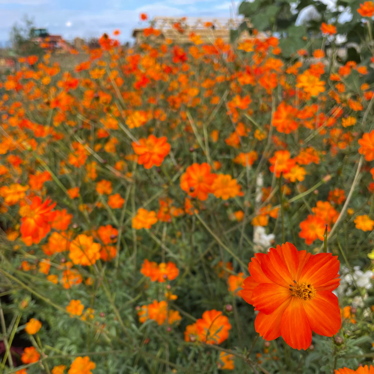 Tango Cosmos - Image 3