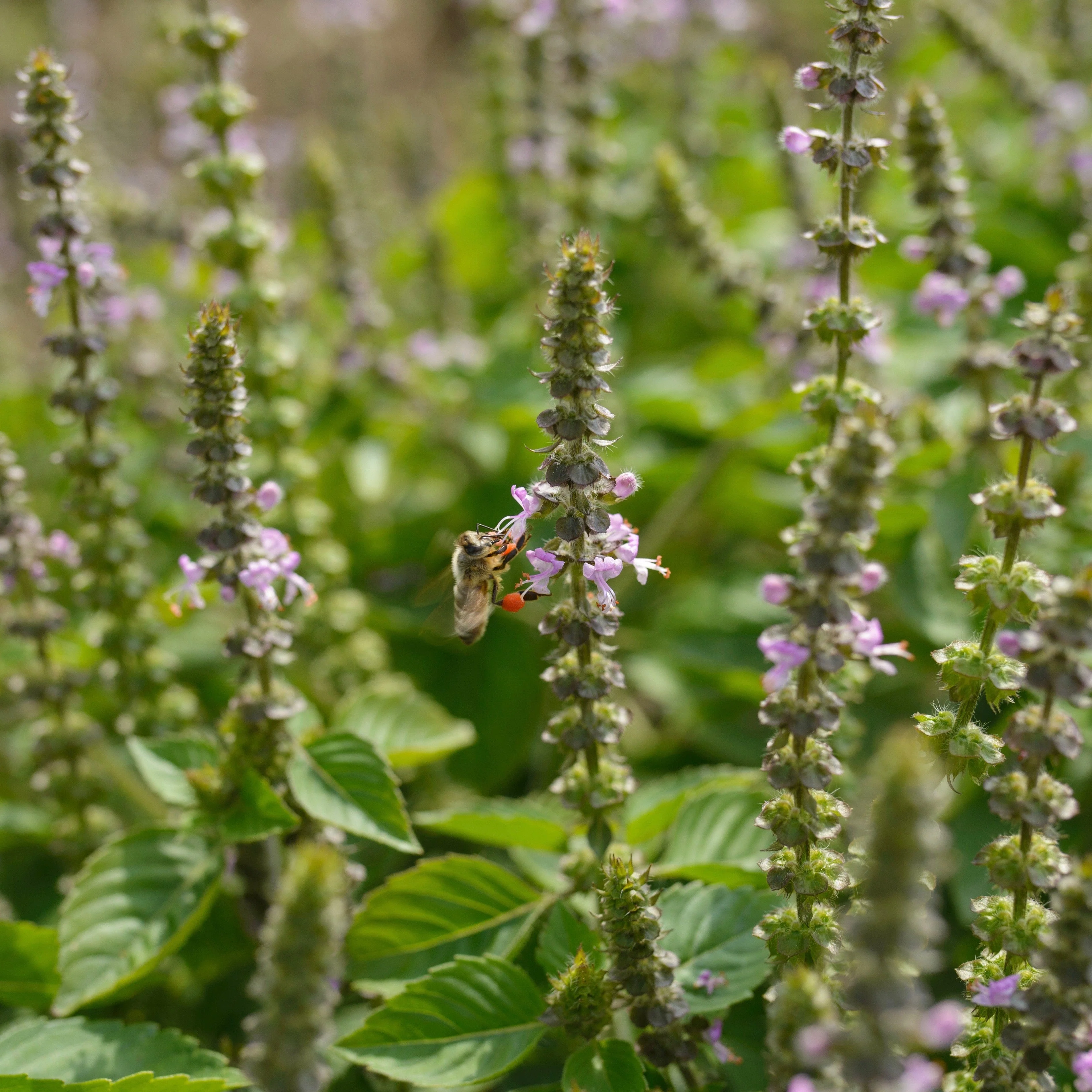 *Tea Garden Collection* ("Steeped in Healing") - Image 2