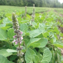 TEA GARDEN SEED KIT - Image 3