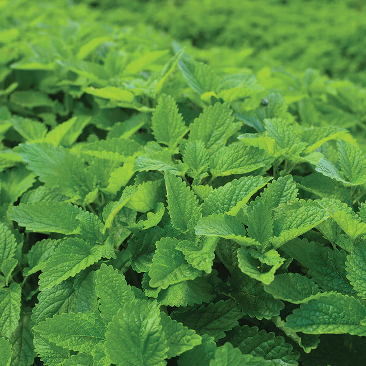 TEA GARDEN SEED KIT - Image 4