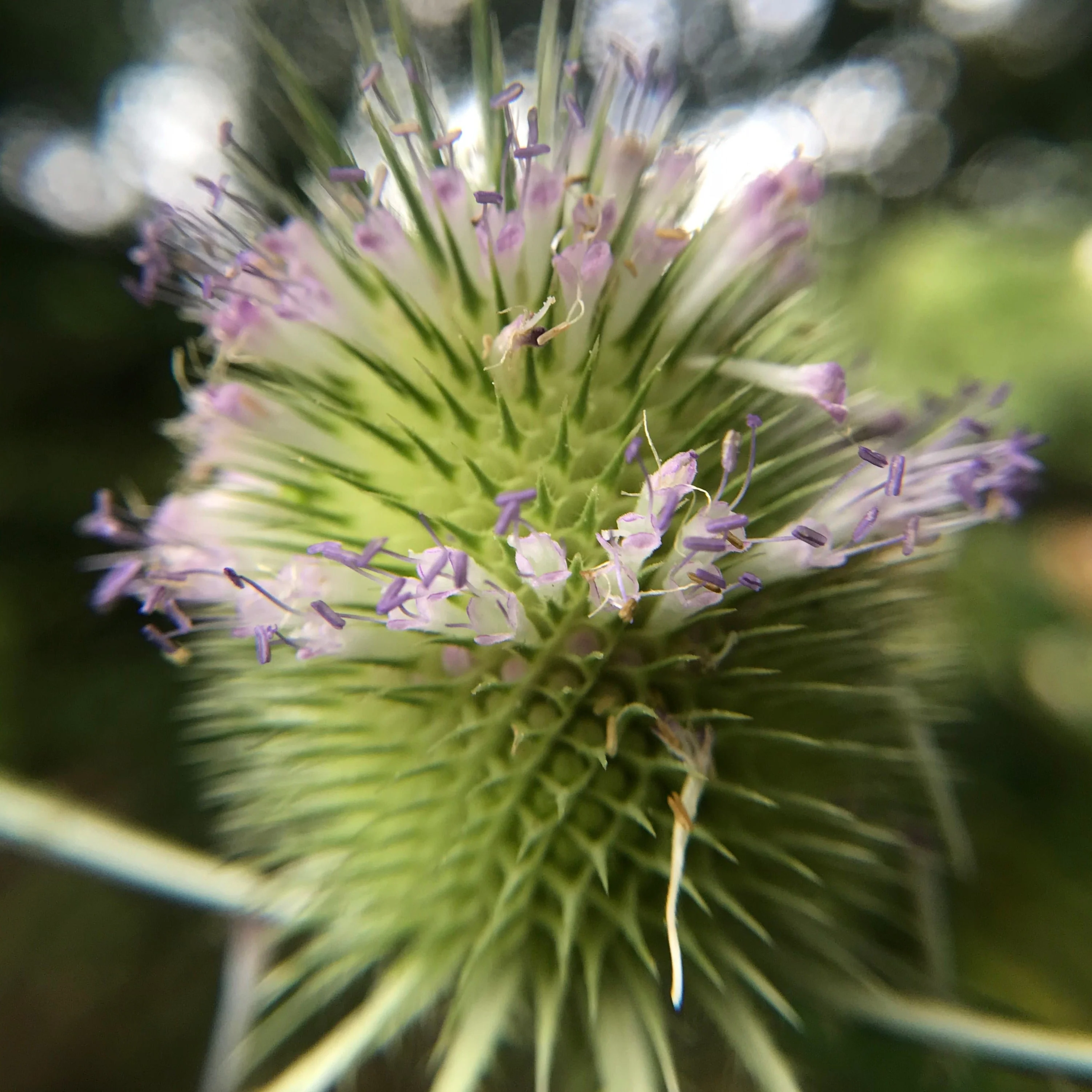 Teasel, Common (Dipsacus fullonum) - Image 3