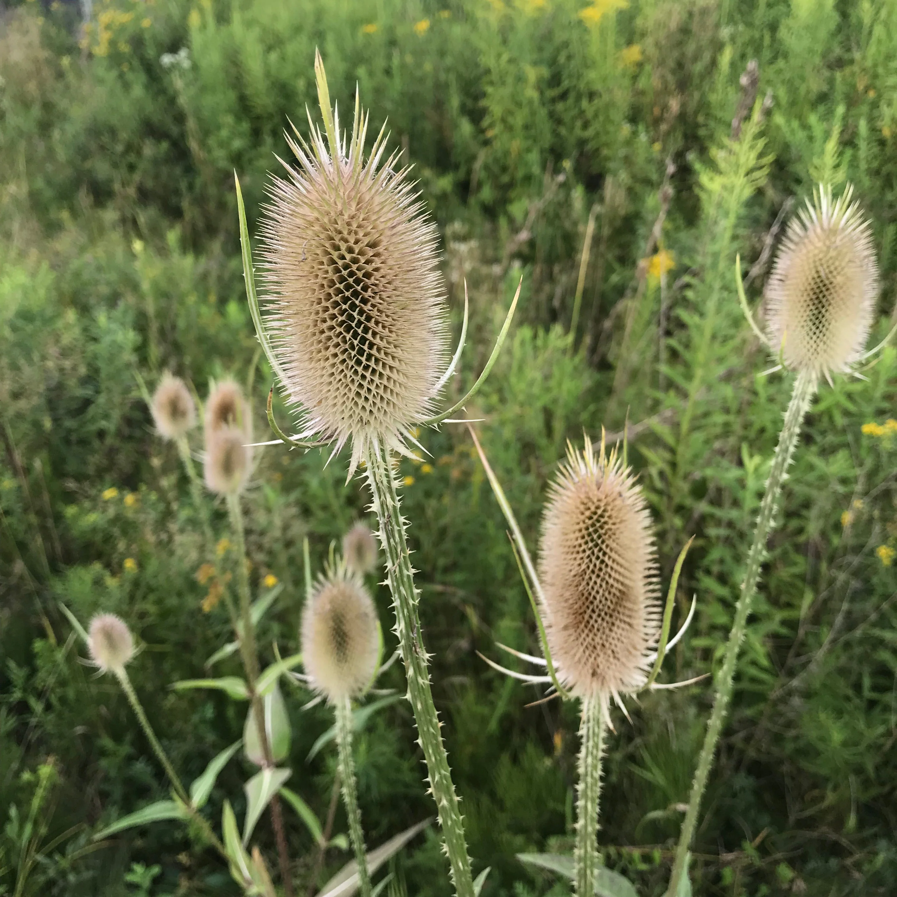 Teasel, Common (Dipsacus fullonum) - Image 4