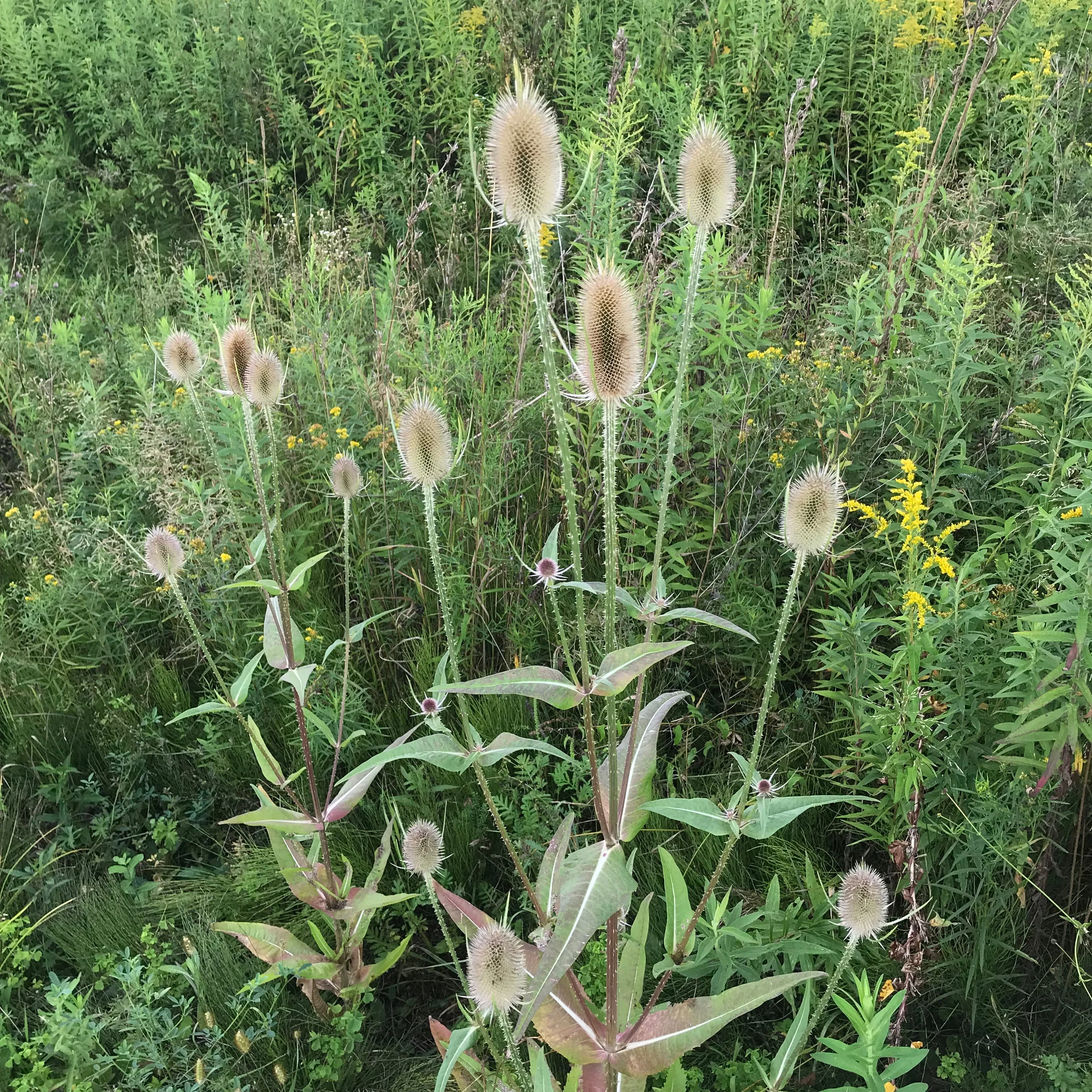 Teasel, Common (Dipsacus fullonum) - Image 6