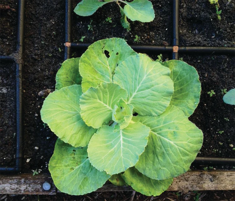 THE GARDEN GRID™ WATERING SYSTEM - Image 9