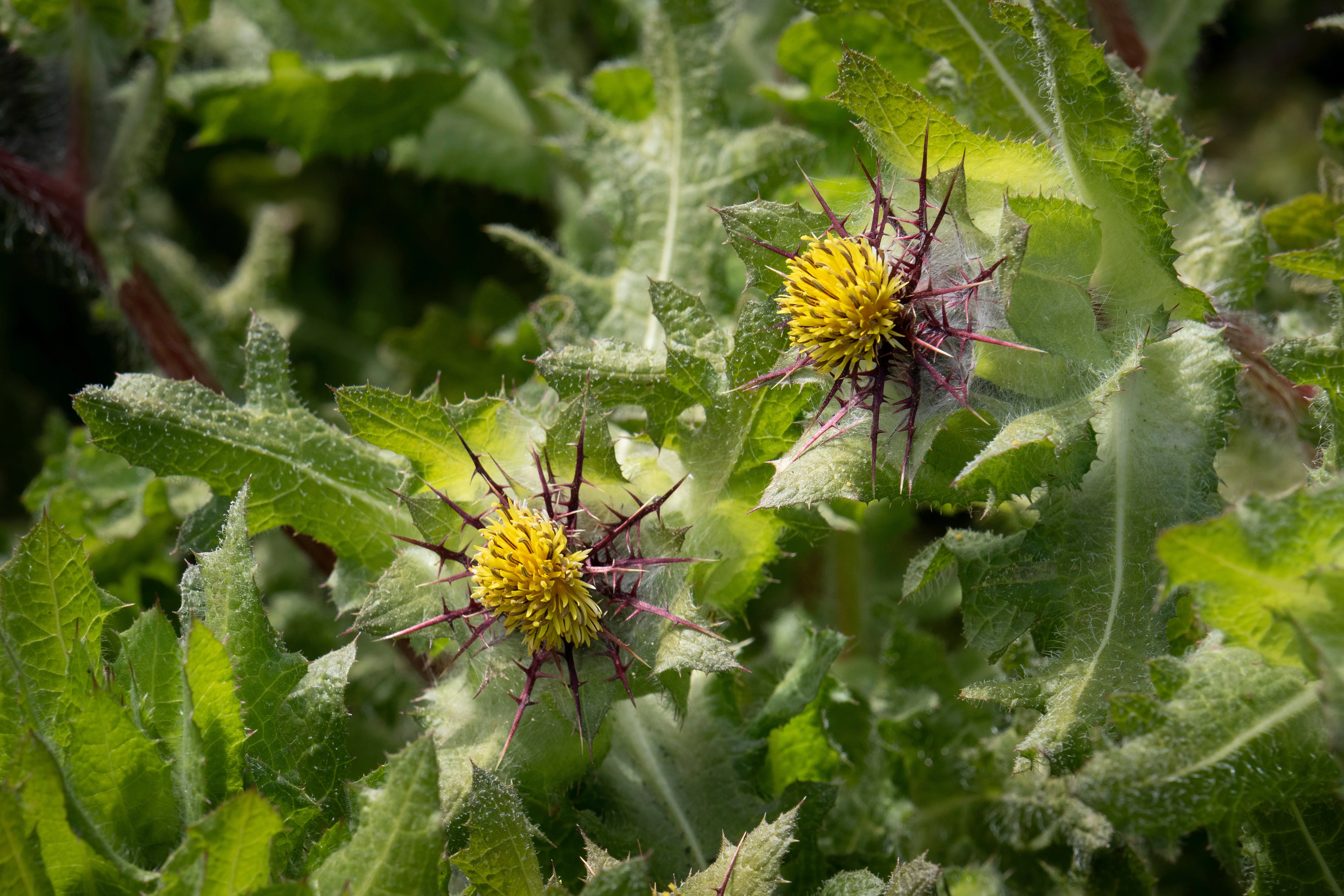 Thistle, Blessed (Cnicus benedictus) - Image 2