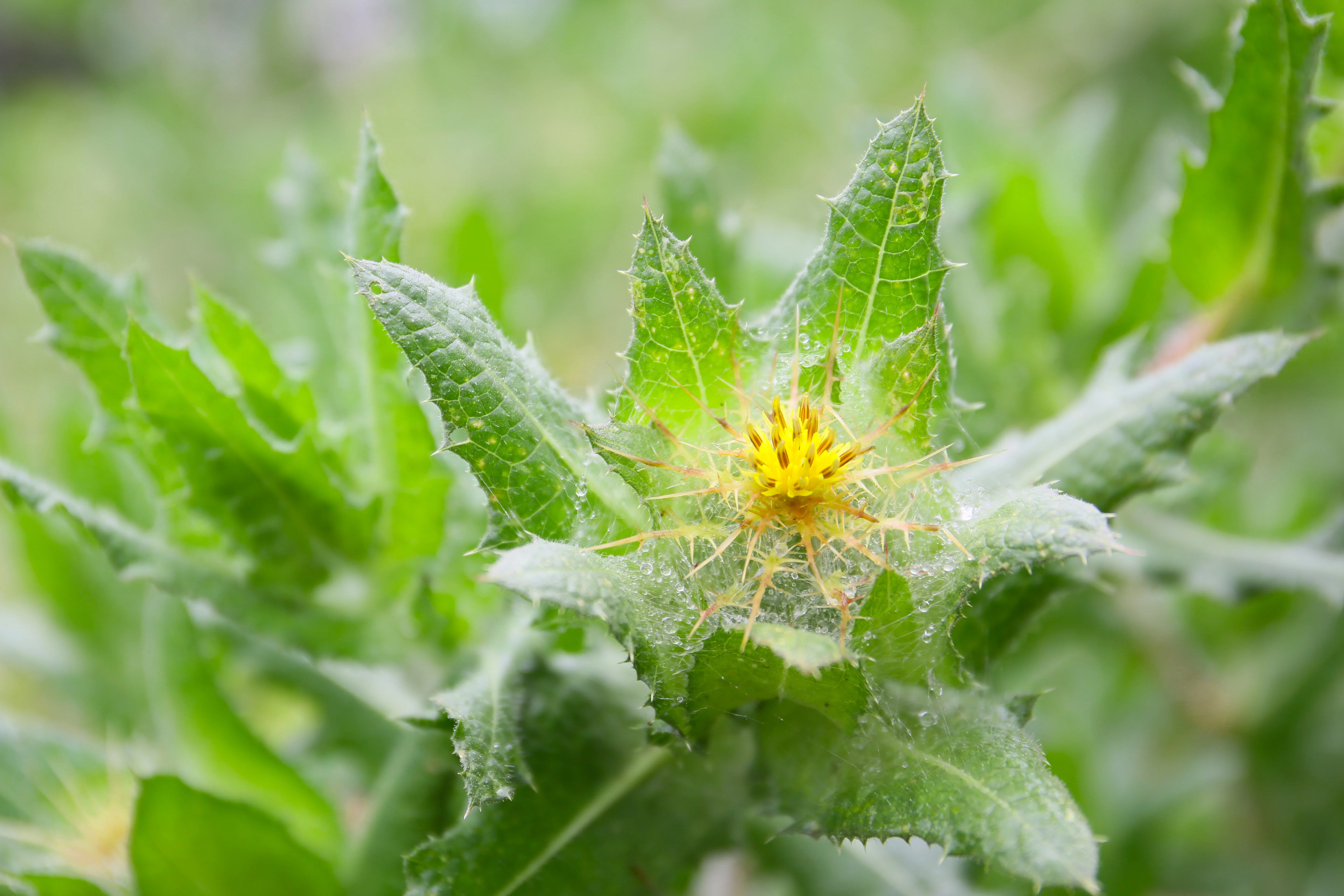 Thistle, Blessed (Cnicus benedictus) - Image 3