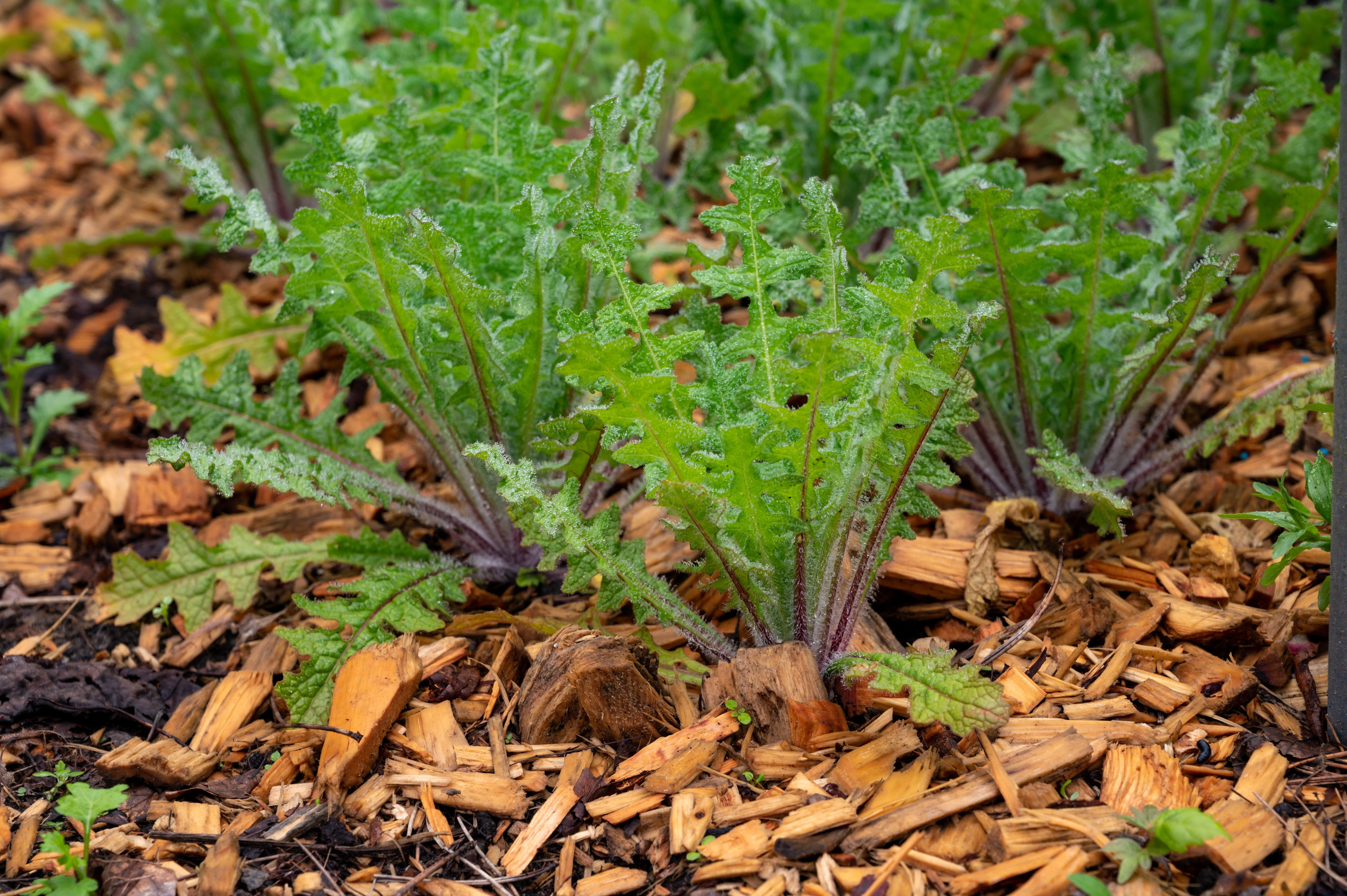 Thistle, Blessed (Cnicus benedictus) - Image 4