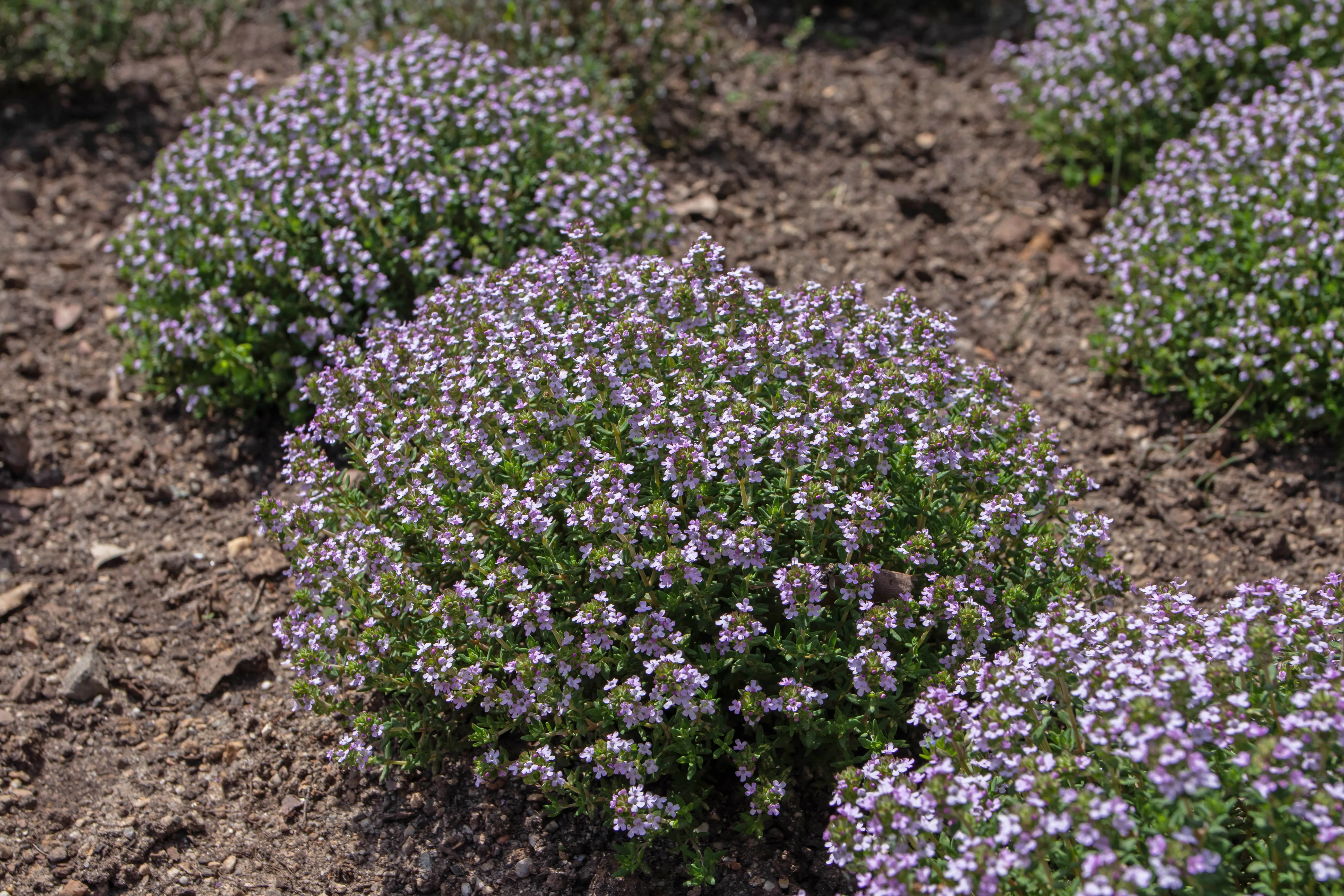 Thyme, English (Thymus vulgaris) - Image 2