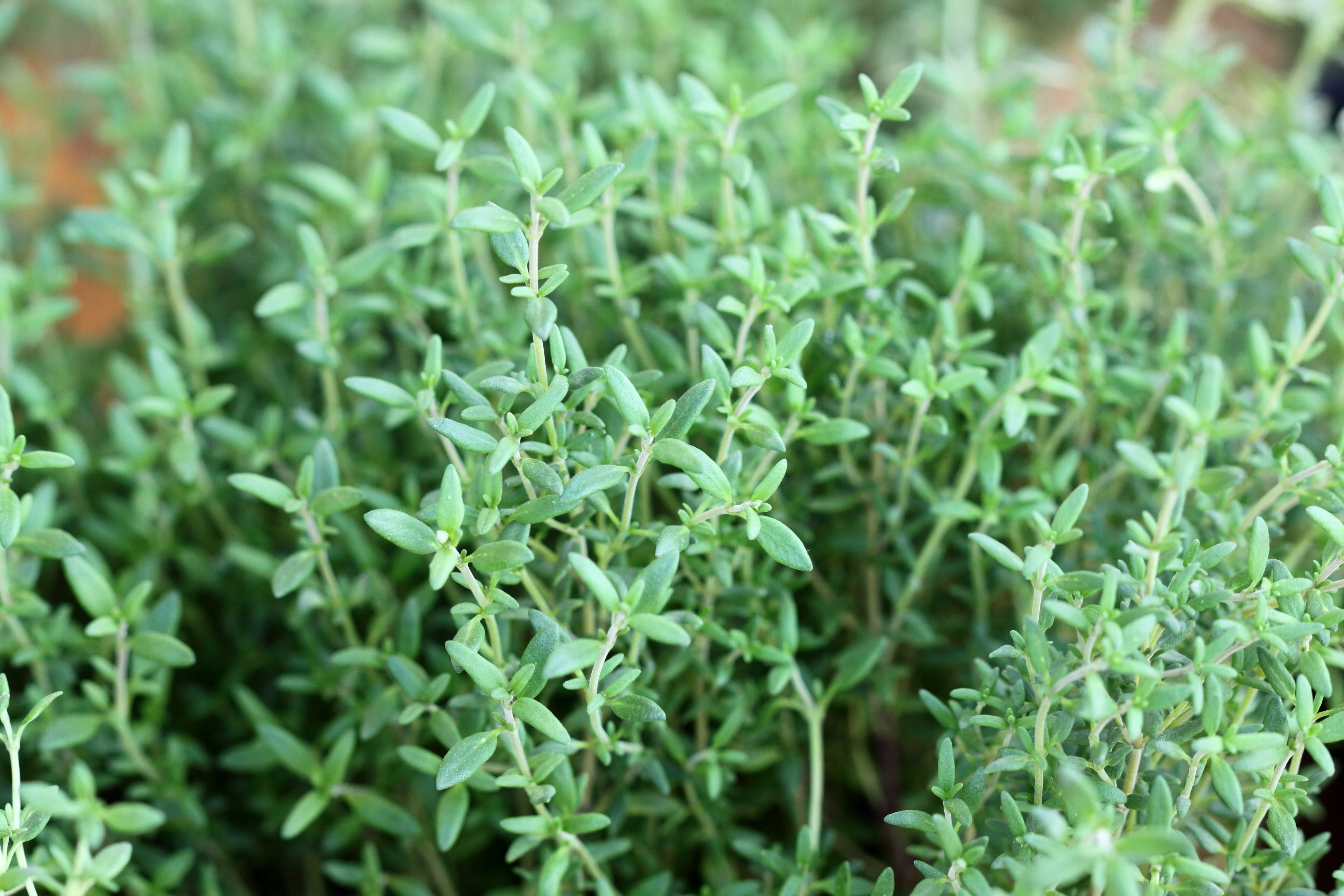 Thyme, English (Thymus vulgaris) - Image 4