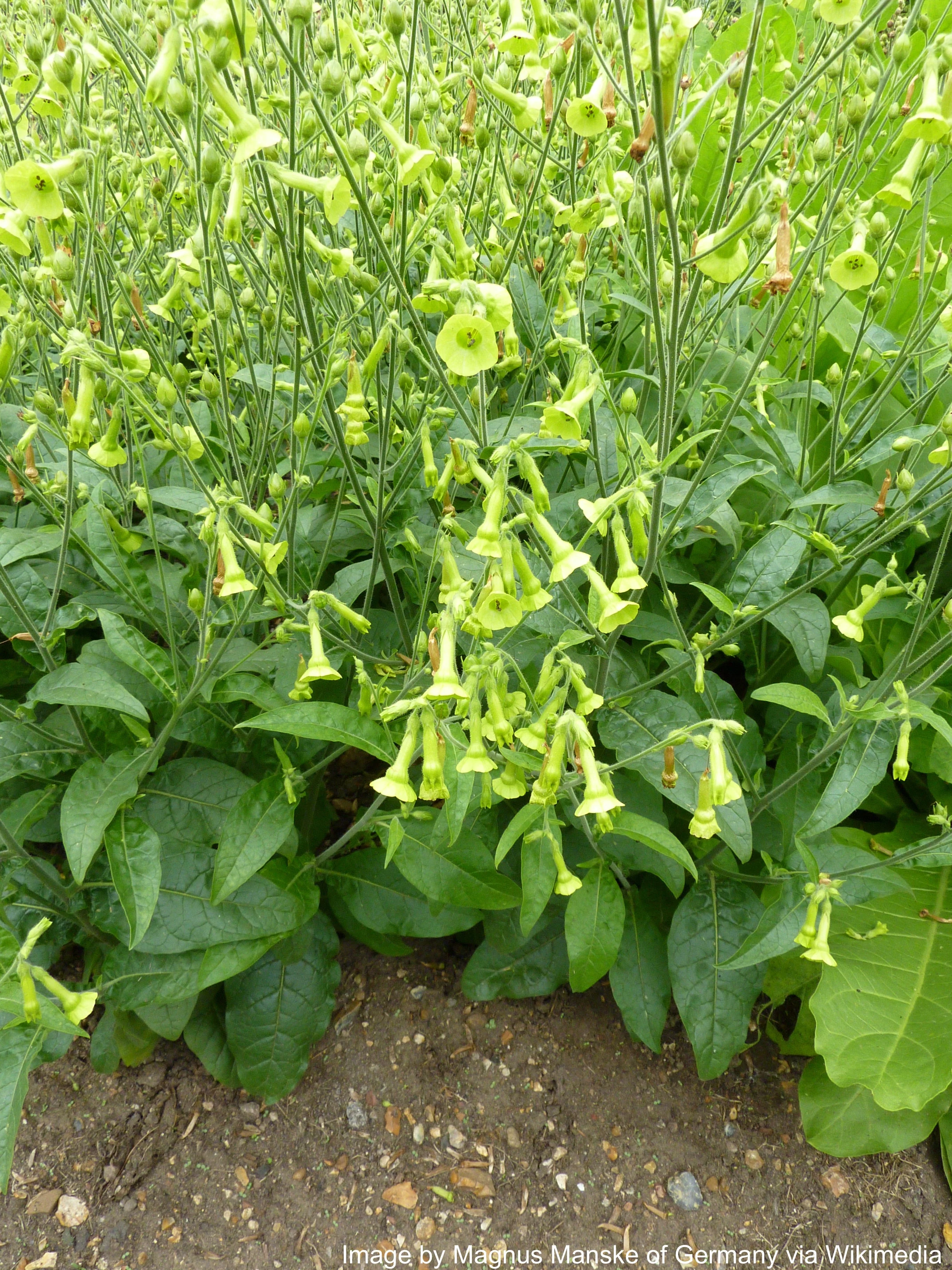 Tobacco, Huichol aka Langsdorff's (Nicotiana langsdorffii) - Image 2