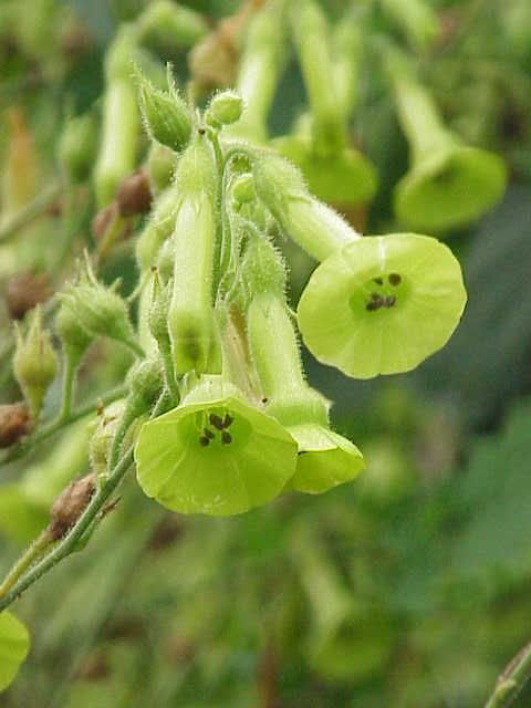 Tobacco, Huichol aka Langsdorff's (Nicotiana langsdorffii) - Image 3