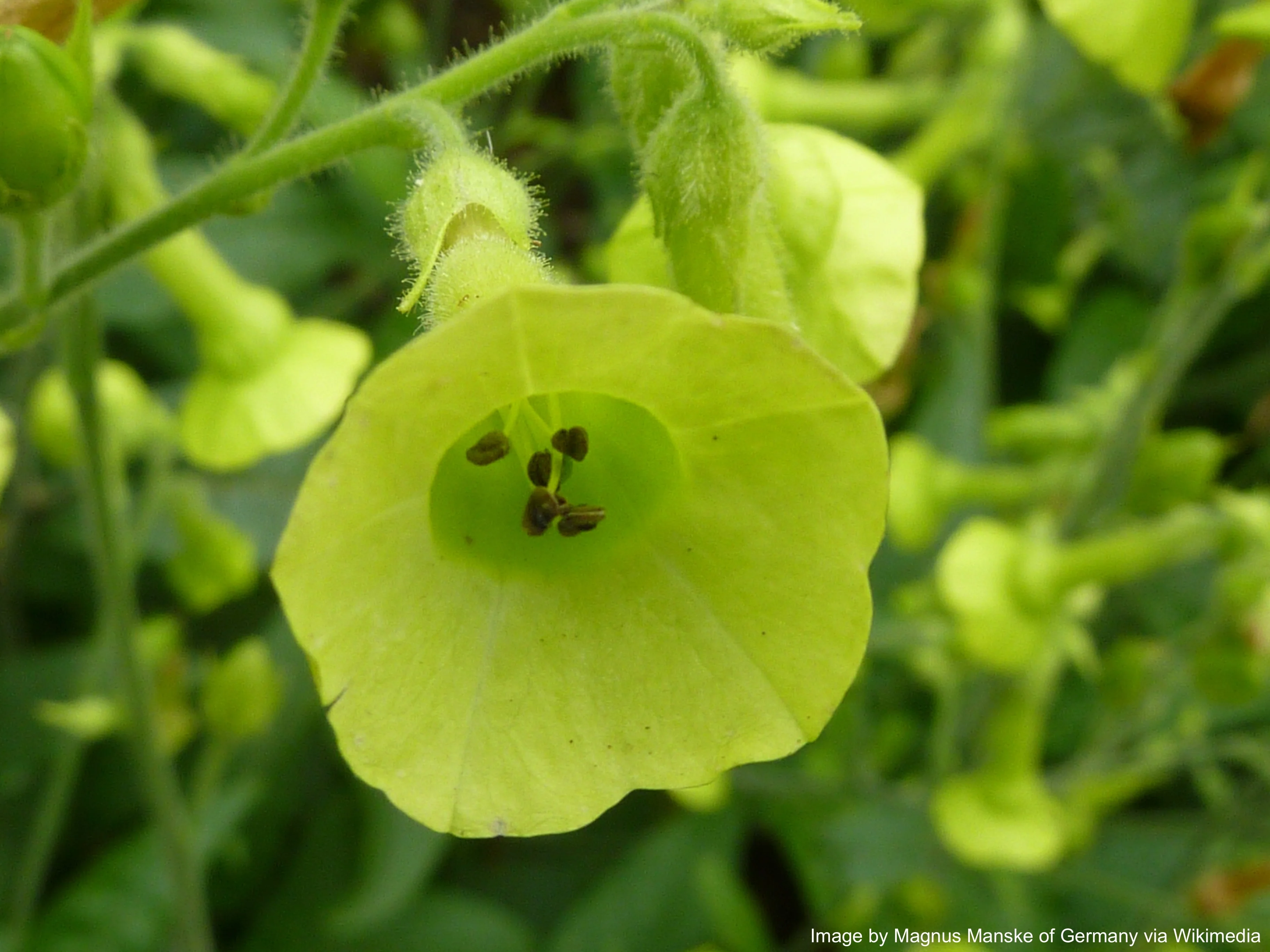 Tobacco, Huichol aka Langsdorff's (Nicotiana langsdorffii) - Image 4